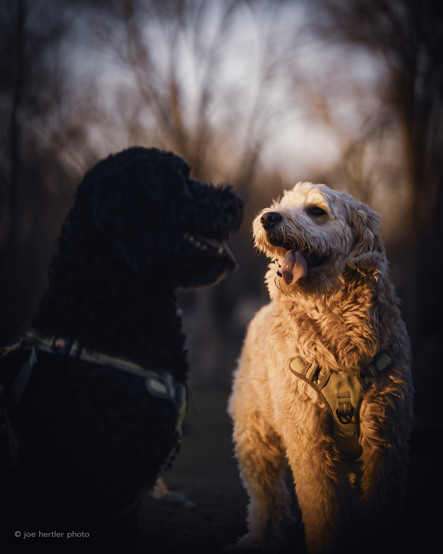Two dogs, a black poodle and a beige curly-haired dog, sit outdoors facing each other with open mouths and tongues out. They wear harnesses, and the background features blurry leafless trees at dusk.