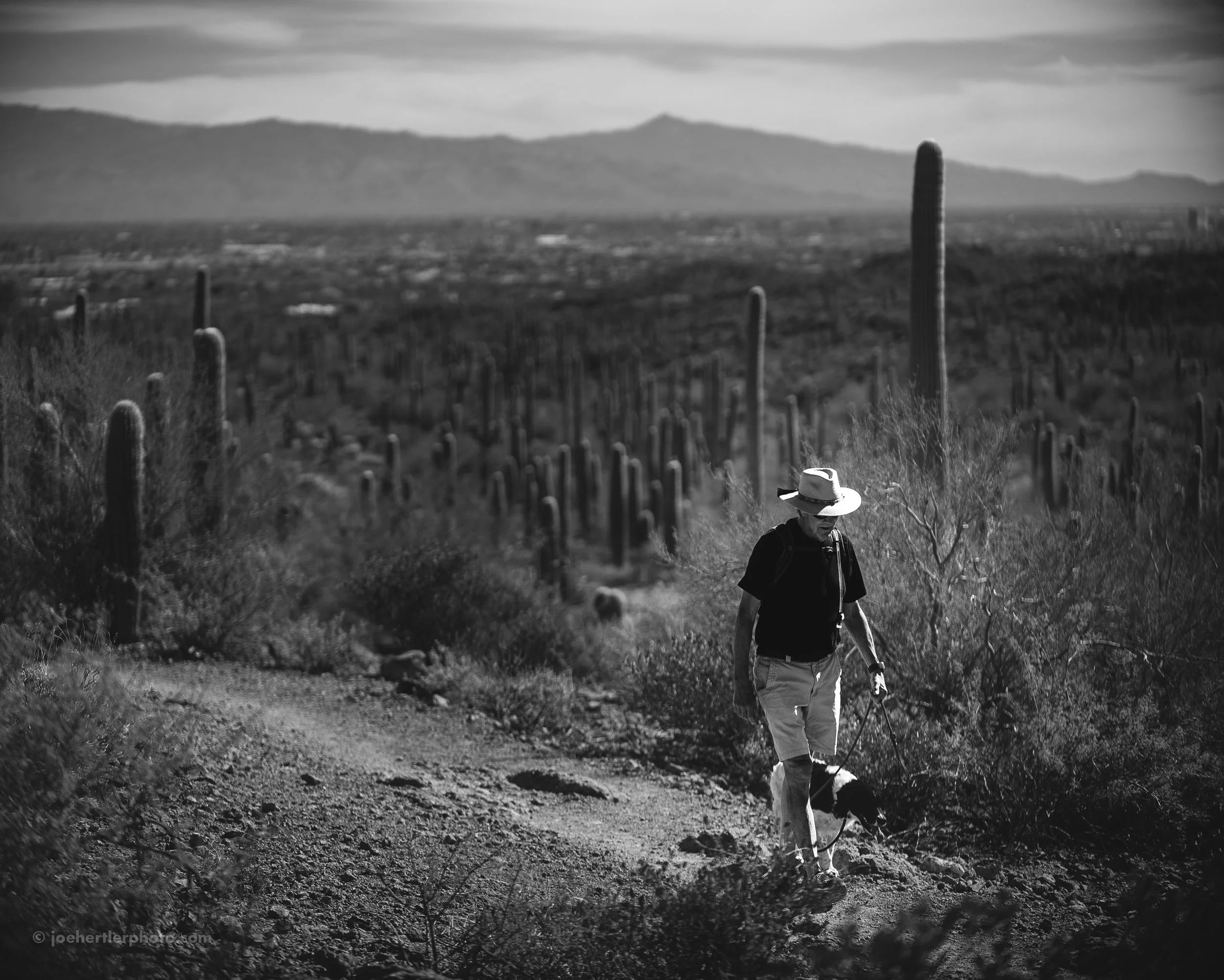 A person wearing a hat and sunglasses, walking a dog on a trail through a desert with cacti, with mountains in the distance.