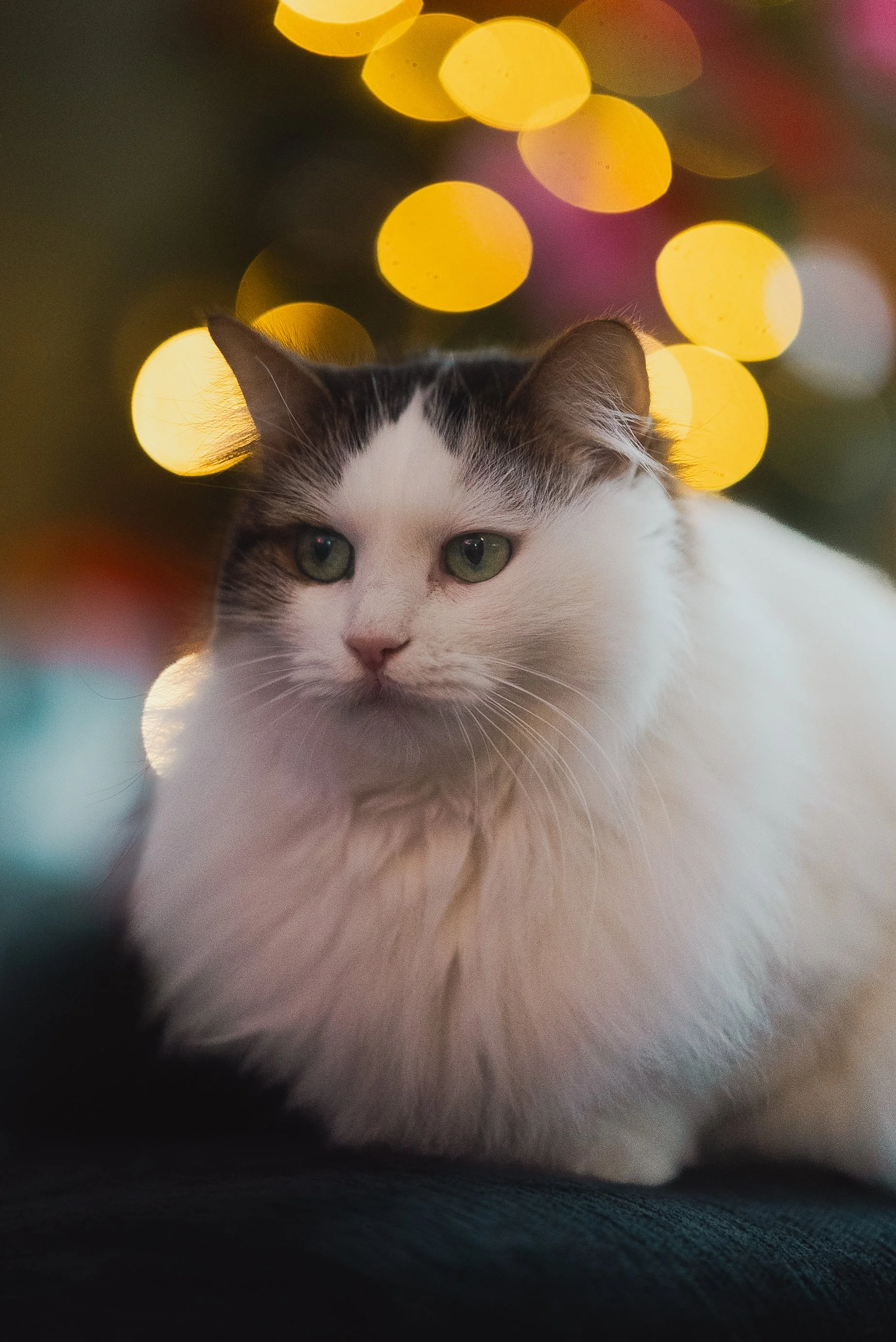 A white and black cat with green eyes, resting on a surface, with a background of out-of-focus yellow and pink bokeh lights.