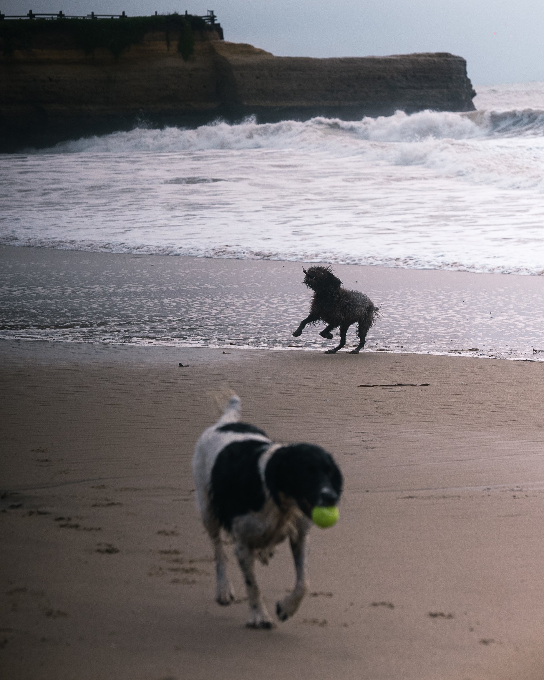A dog with a tennis ball running on the beach, with another dog in the background near the water, waves crashing onto the shore, and cliffs in the distance.