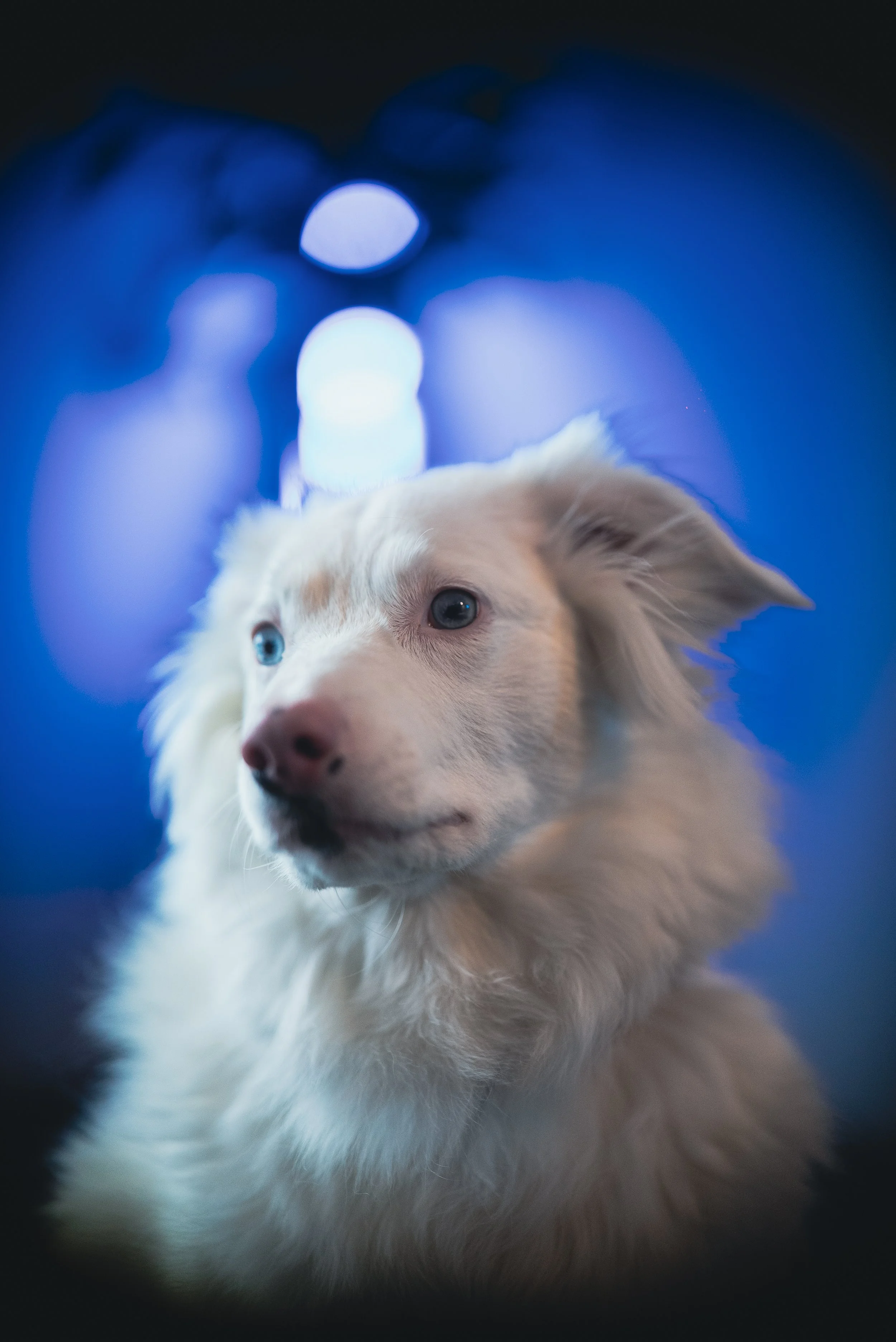 A close-up of a white dog with heterochromatic eyes (one blue, one brown) against a blue blurred background.