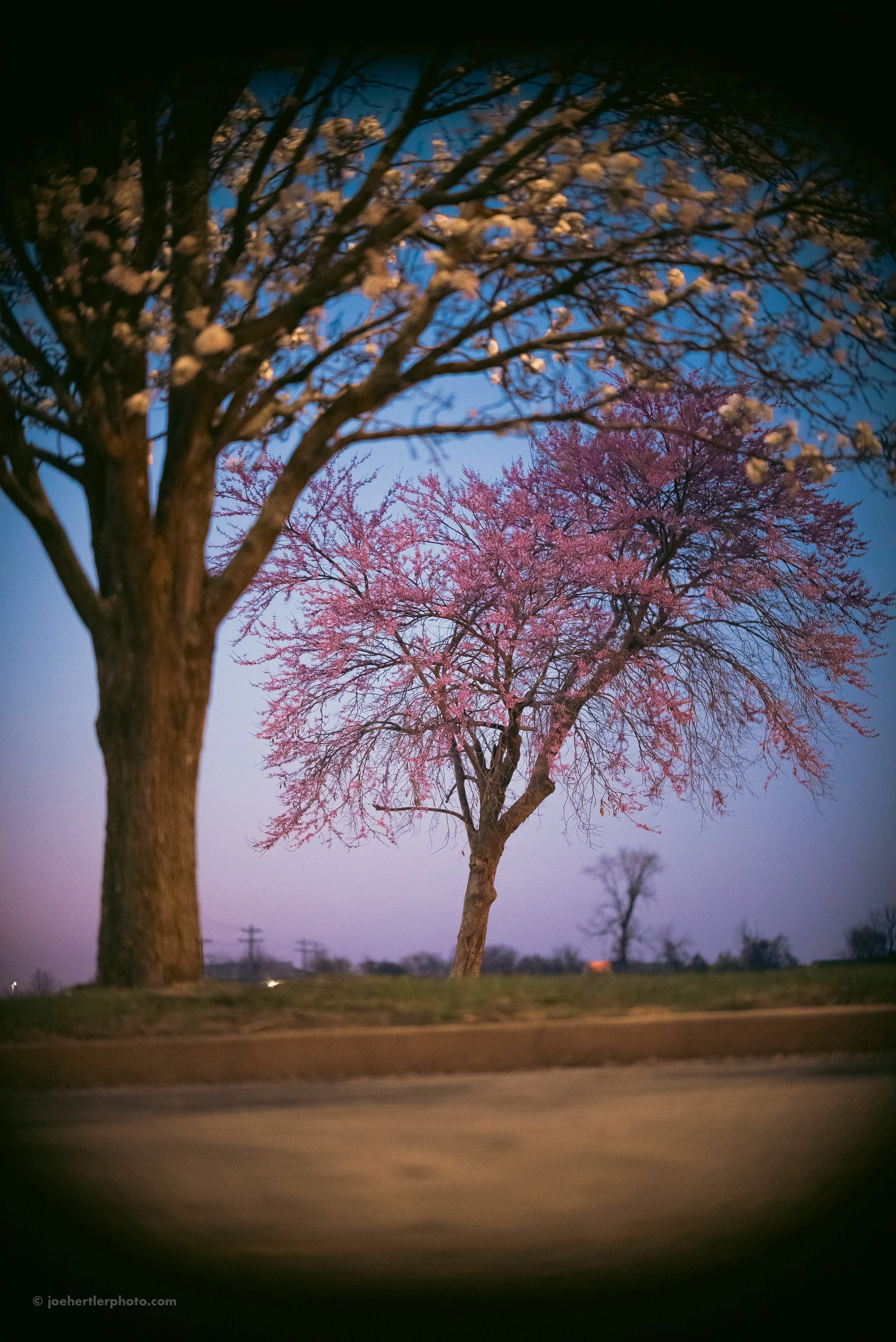 A landscape scene featuring pink flowering trees against a dusk sky.