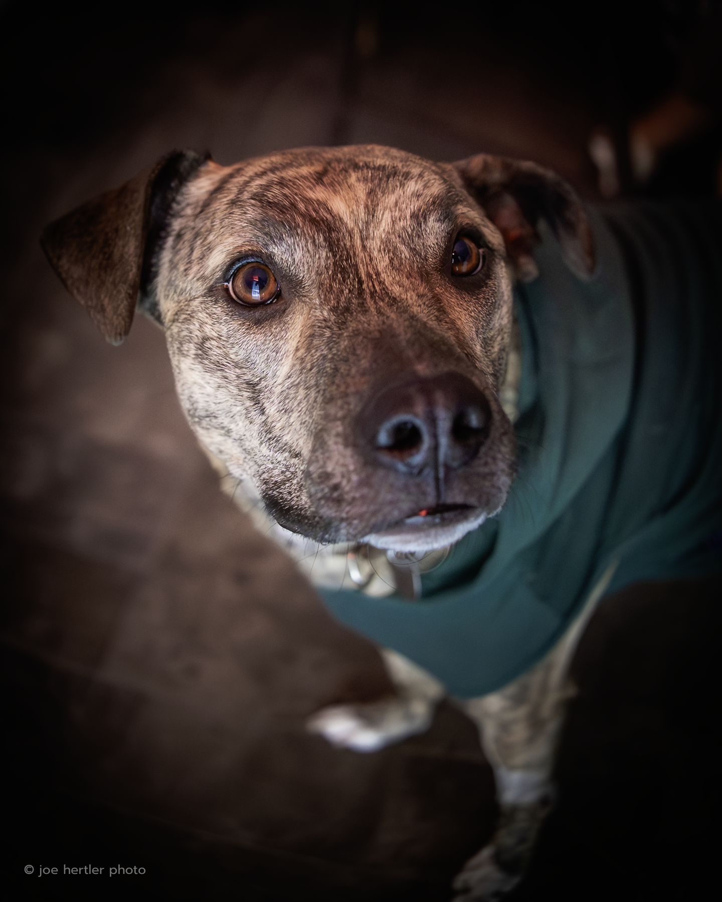Close-up of a brown and black brindle dog with amber eyes, wearing a dark green shirt, standing on a wooden floor and looking up at the camera.