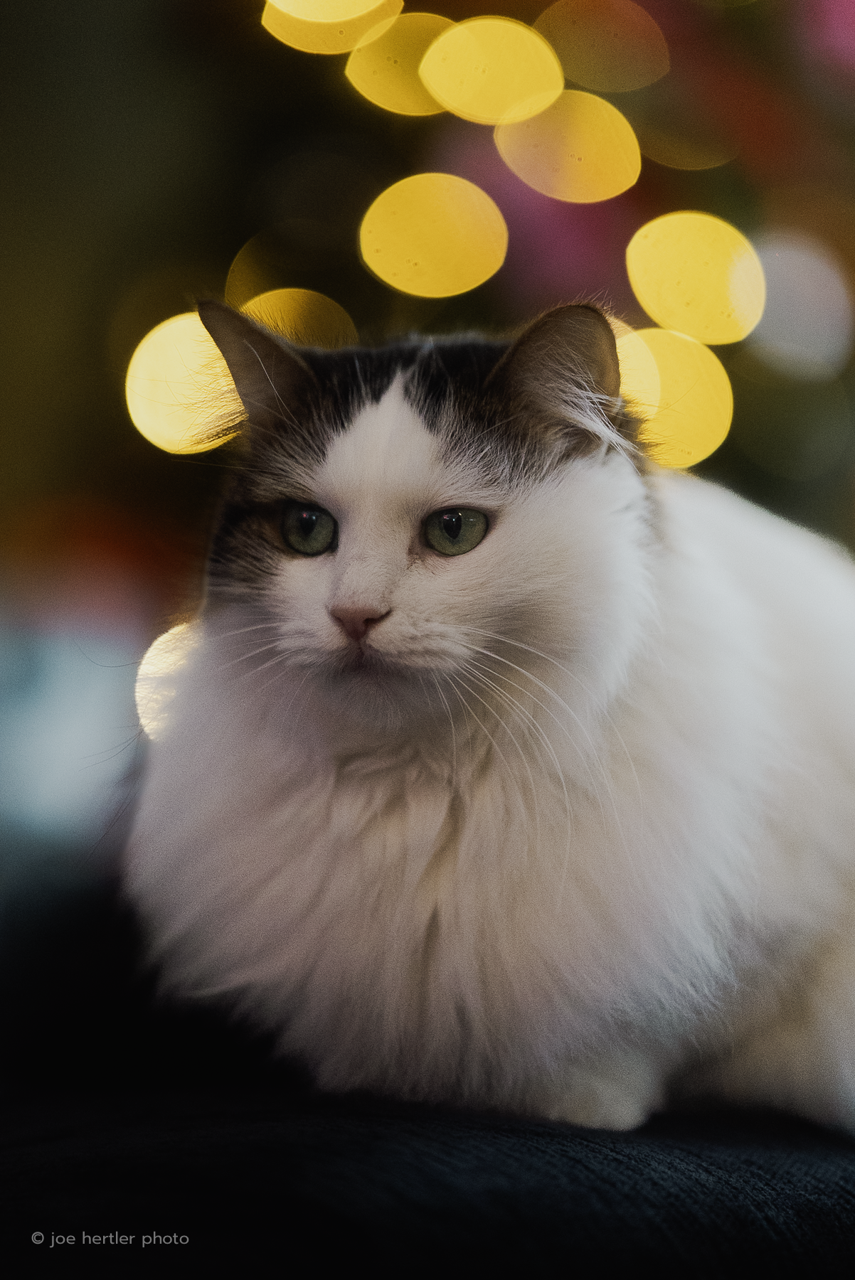A white and black long-haired cat with green eyes sitting indoors with blurred yellow Christmas lights in the background.