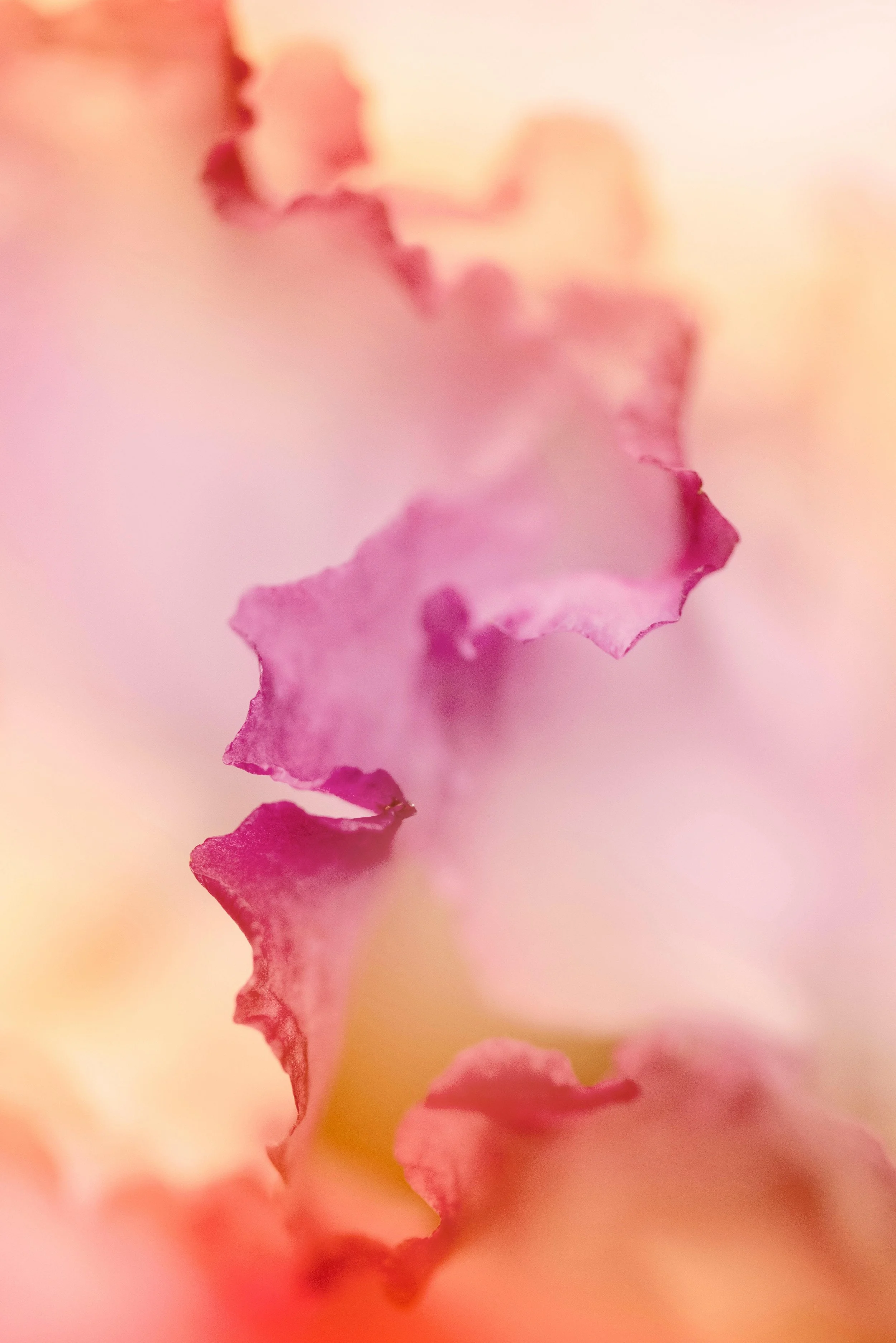 Close-up of pink and peach-colored flower petals with ruffled edges, soft focus, and gentle lighting.