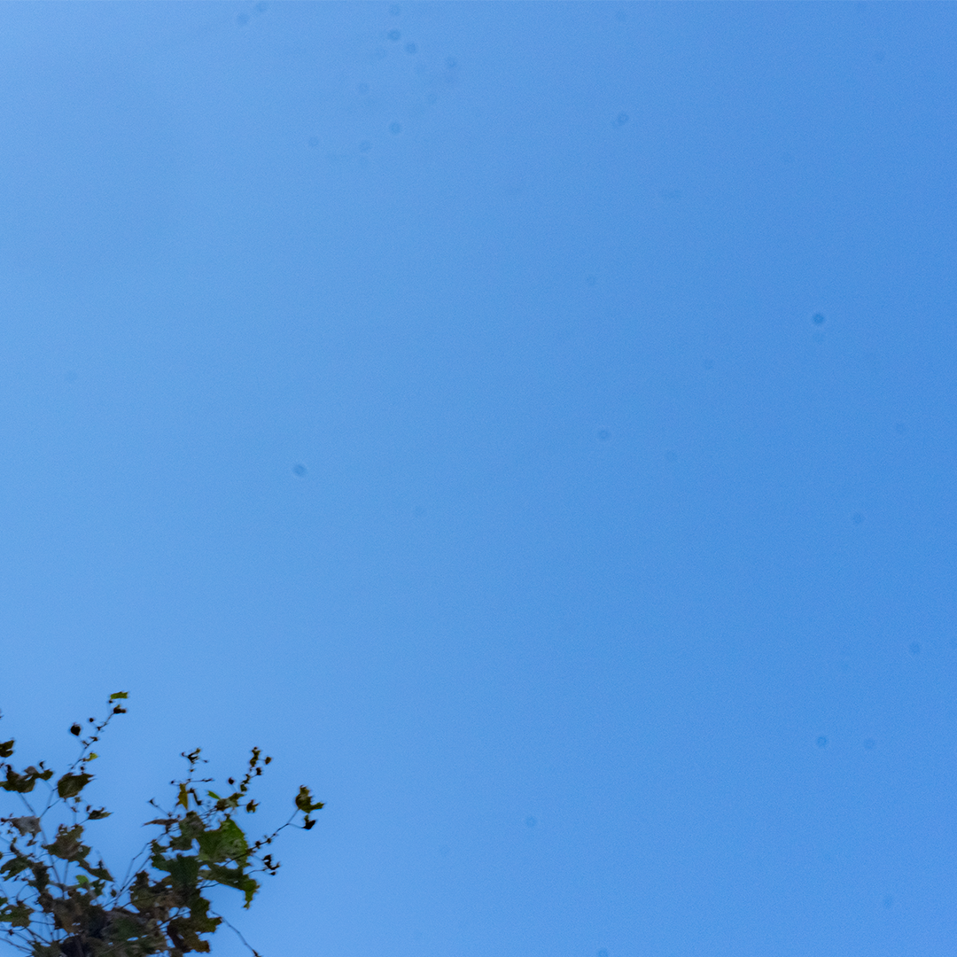 Clear blue sky with a few small dark specks and a tree with green leaves in the lower left corner.