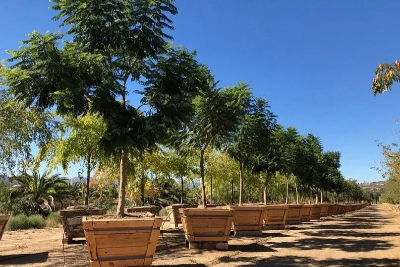 60" Box Jacaranda Mimosifolia 