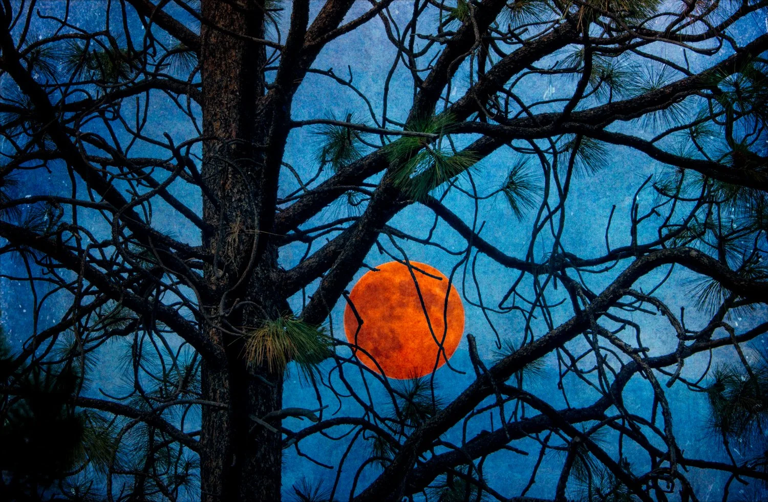 Moon and Tree Flat On1.jpg