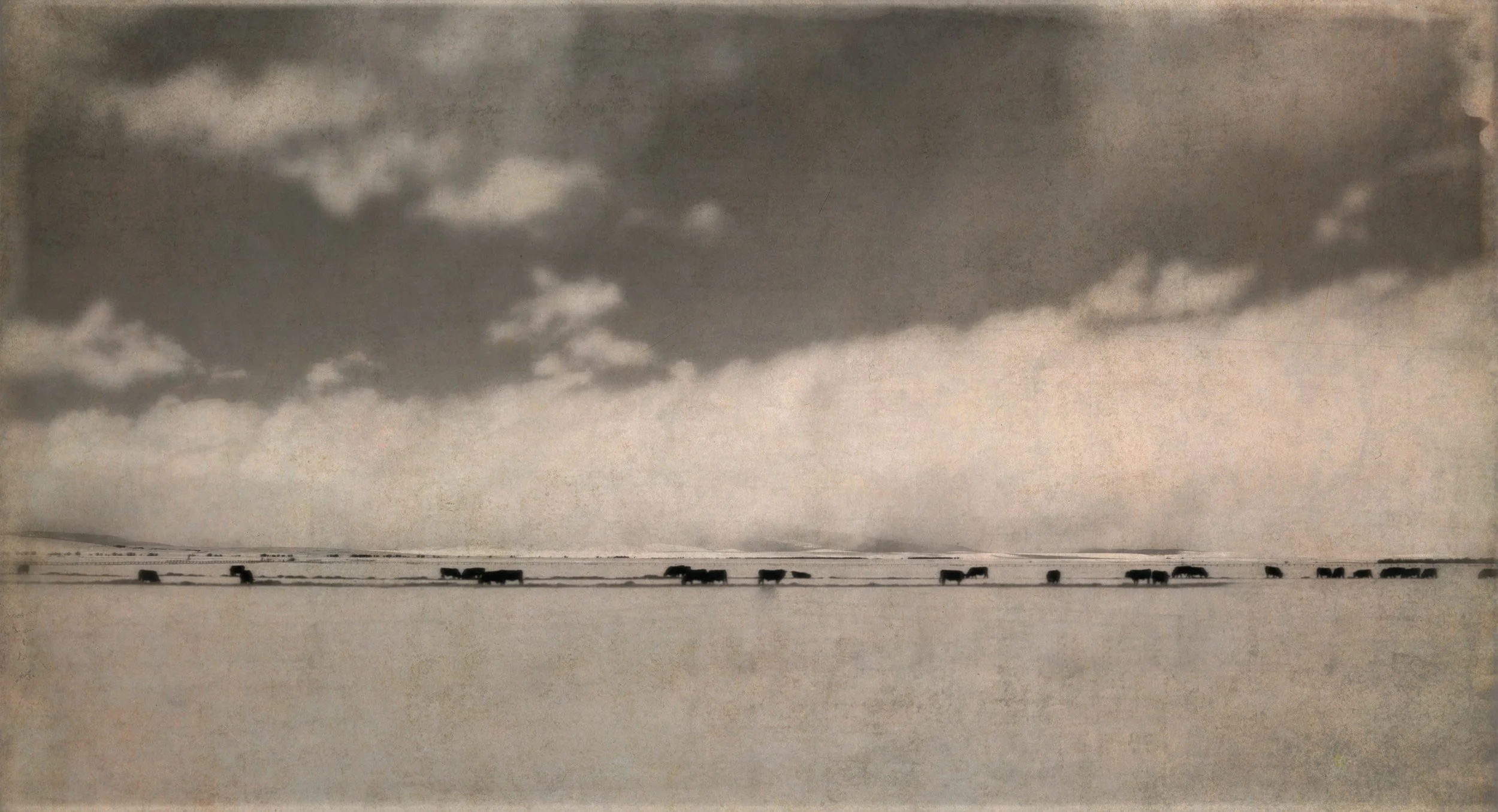 Cows and Clouds3.jpg