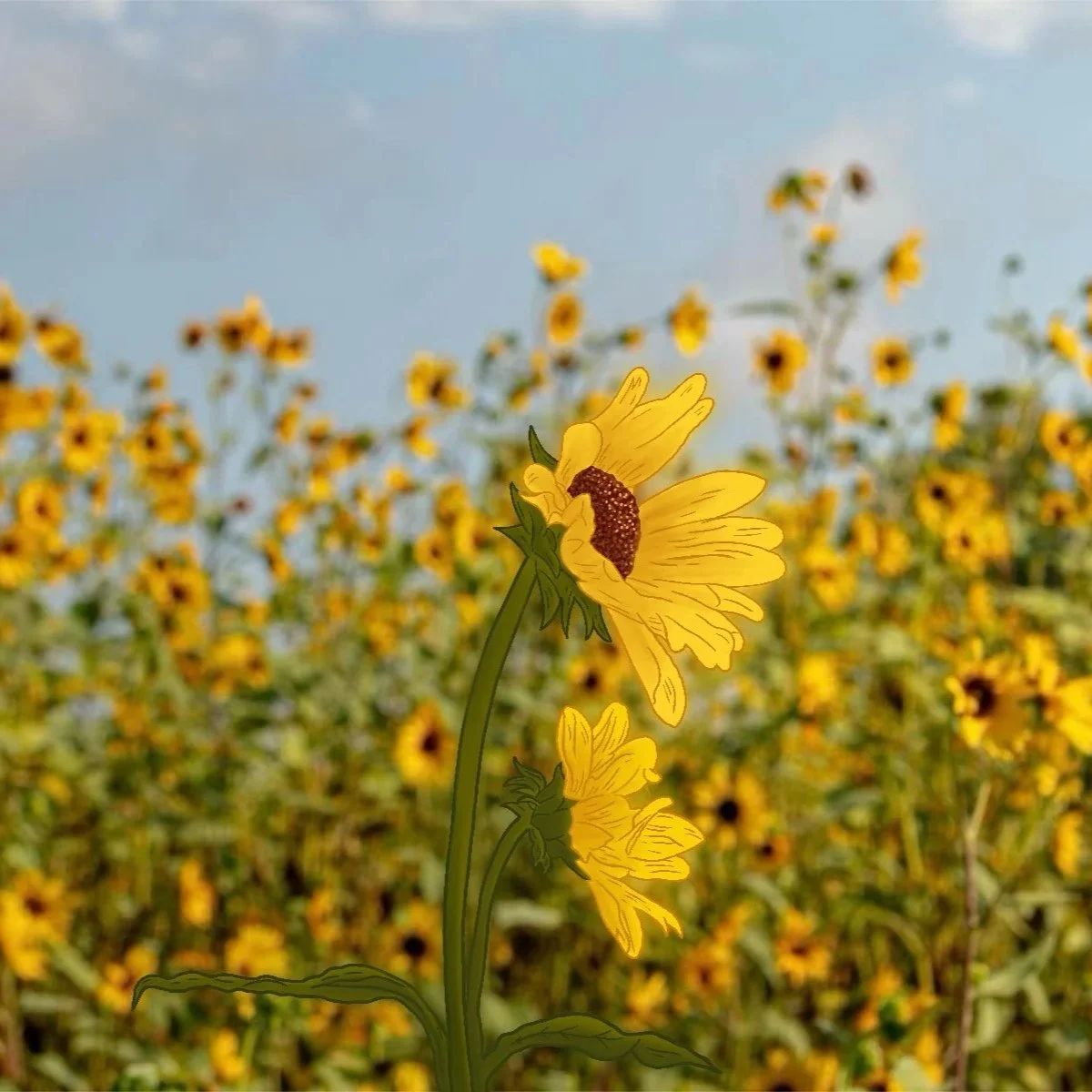 Nebraska in Bloom