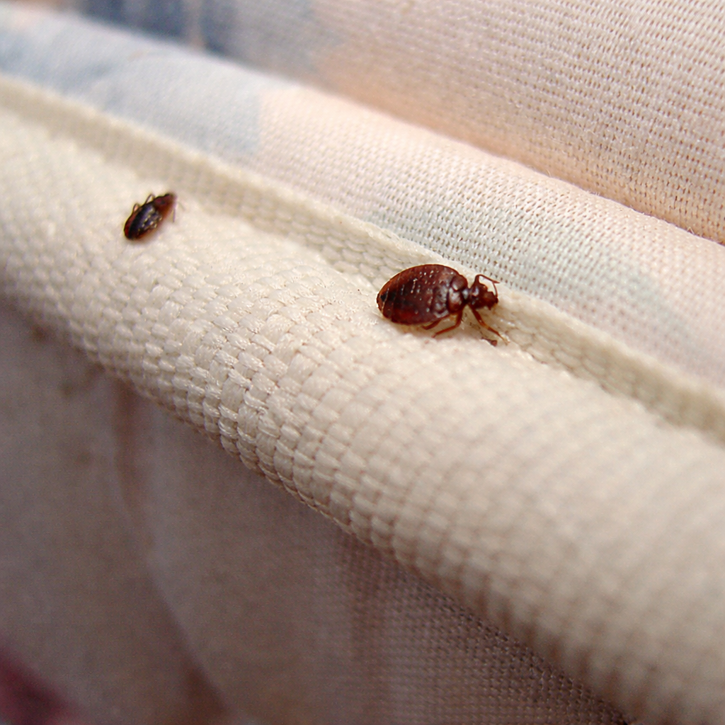 Close-up of two bed bugs on a light-colored fabric surface.