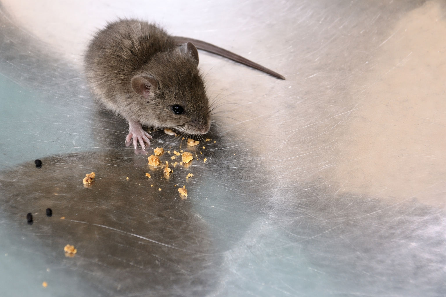A small brown mouse eating crumbs on a metallic surface with a few scattered black seeds.