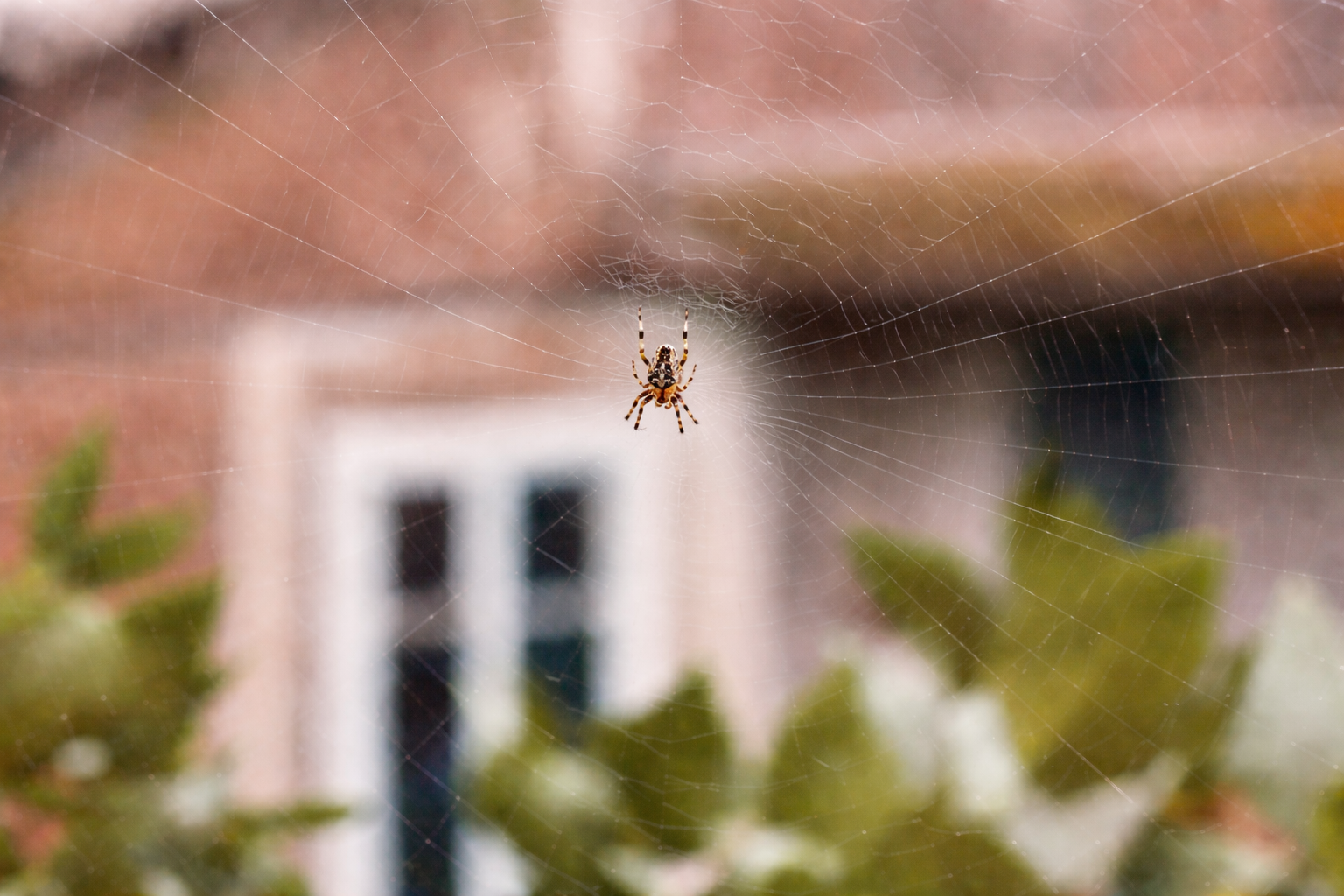 Close-up of a spider sitting in the center of its web with a blurry background of a house and greenery. Golden Orb