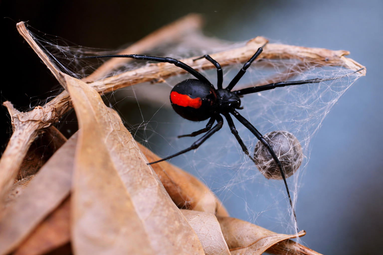 Close-up of a black spider with a red mark on its abdomen on a web among dry leaves. Redback