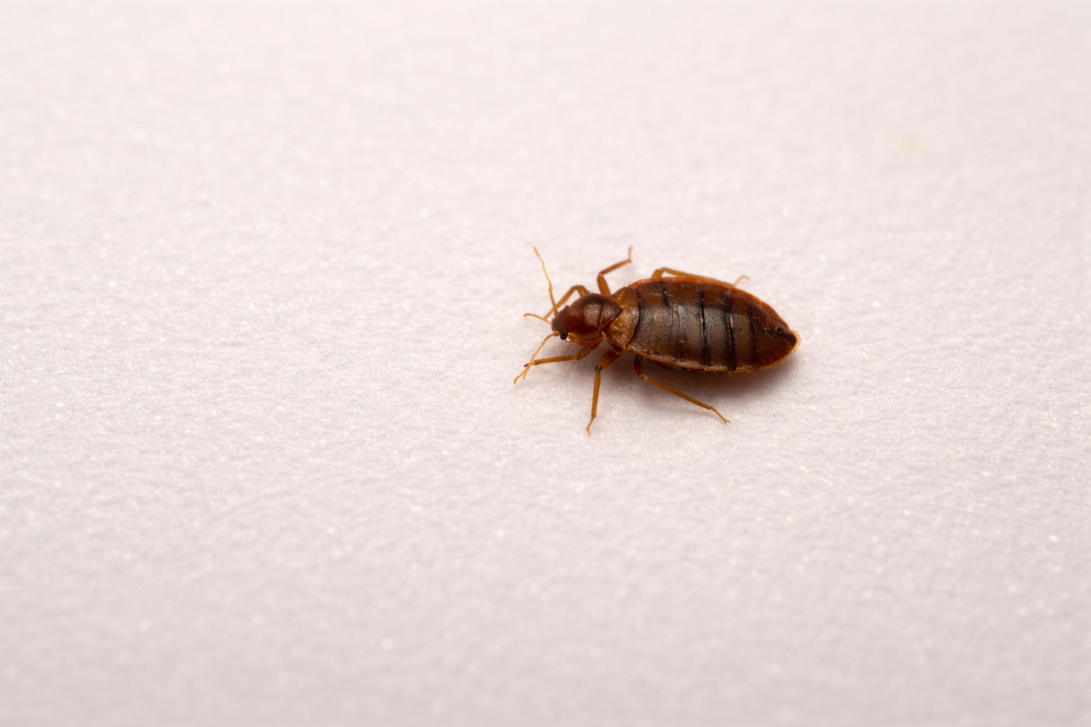 Close-up of a small brown bed bug on a white textured surface.