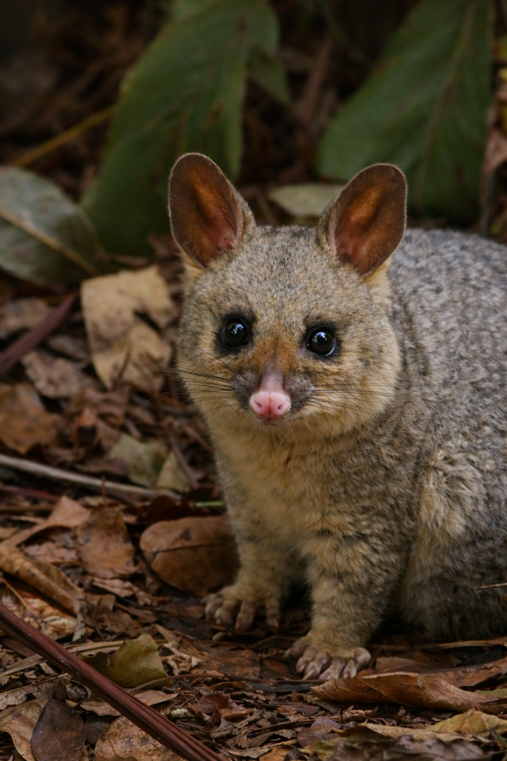 Close-up of a small, furry possum with large, dark eyes and pink beak, standing on leaf-littered ground with green leaves in the background.