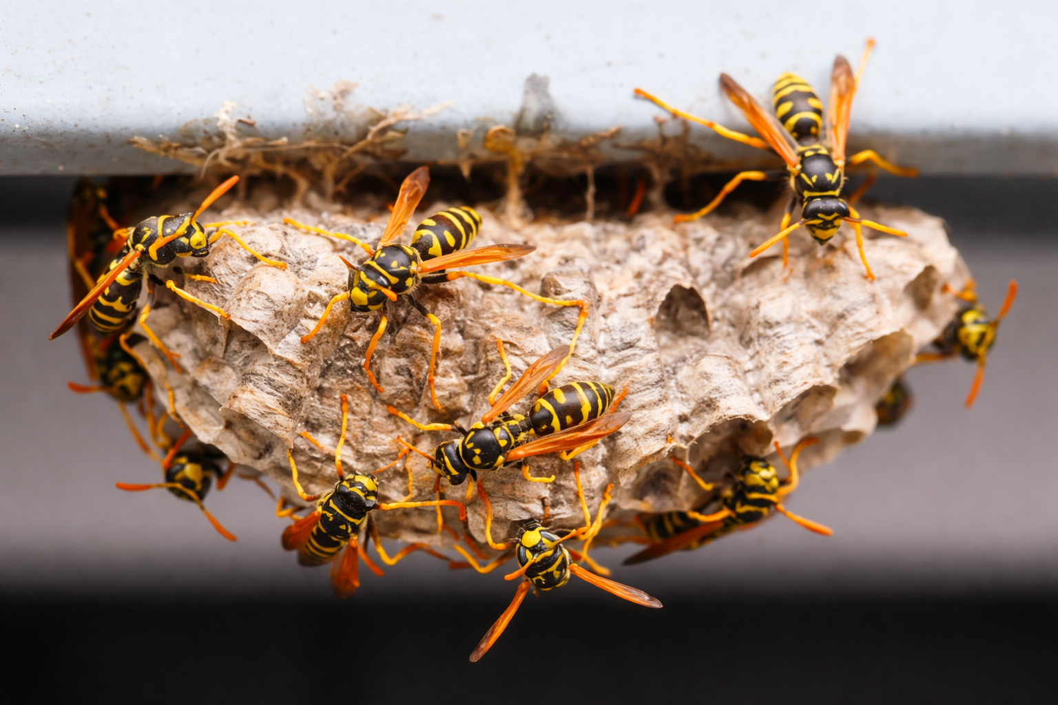 Close-up of a paper wasp nest with several yellow and black wasps on and around it.