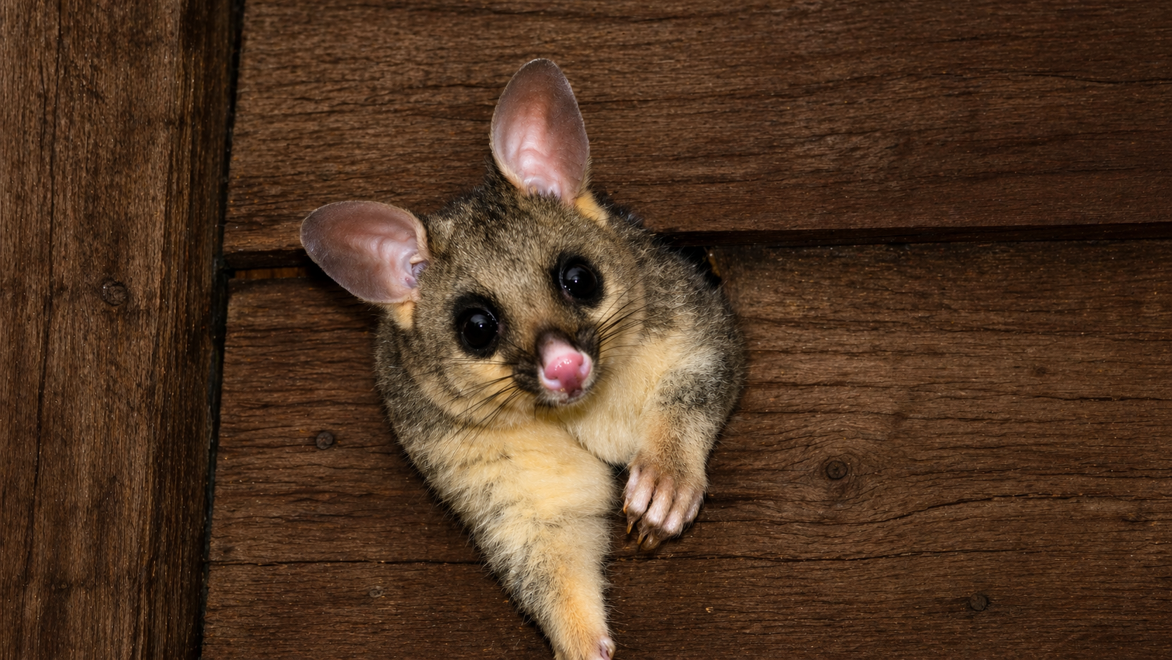 Close-up of a short-tailed possum peeking out from a hole in a wooden wall.