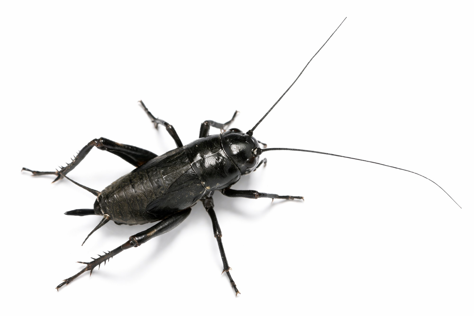 Close-up of a black cricket with antennae on a white background.