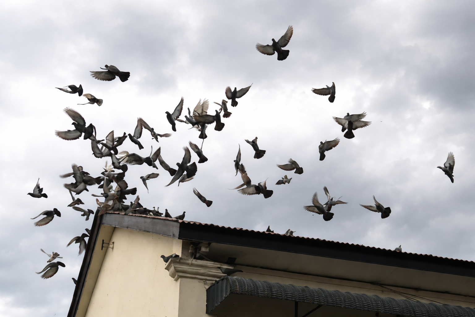 A large flock of pigeons flying above the roof of a building against a cloudy sky.