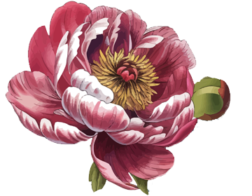 A detailed illustration of a pink peony flower with a yellow center and a water droplet on one petal, alongside a closed green flower bud.