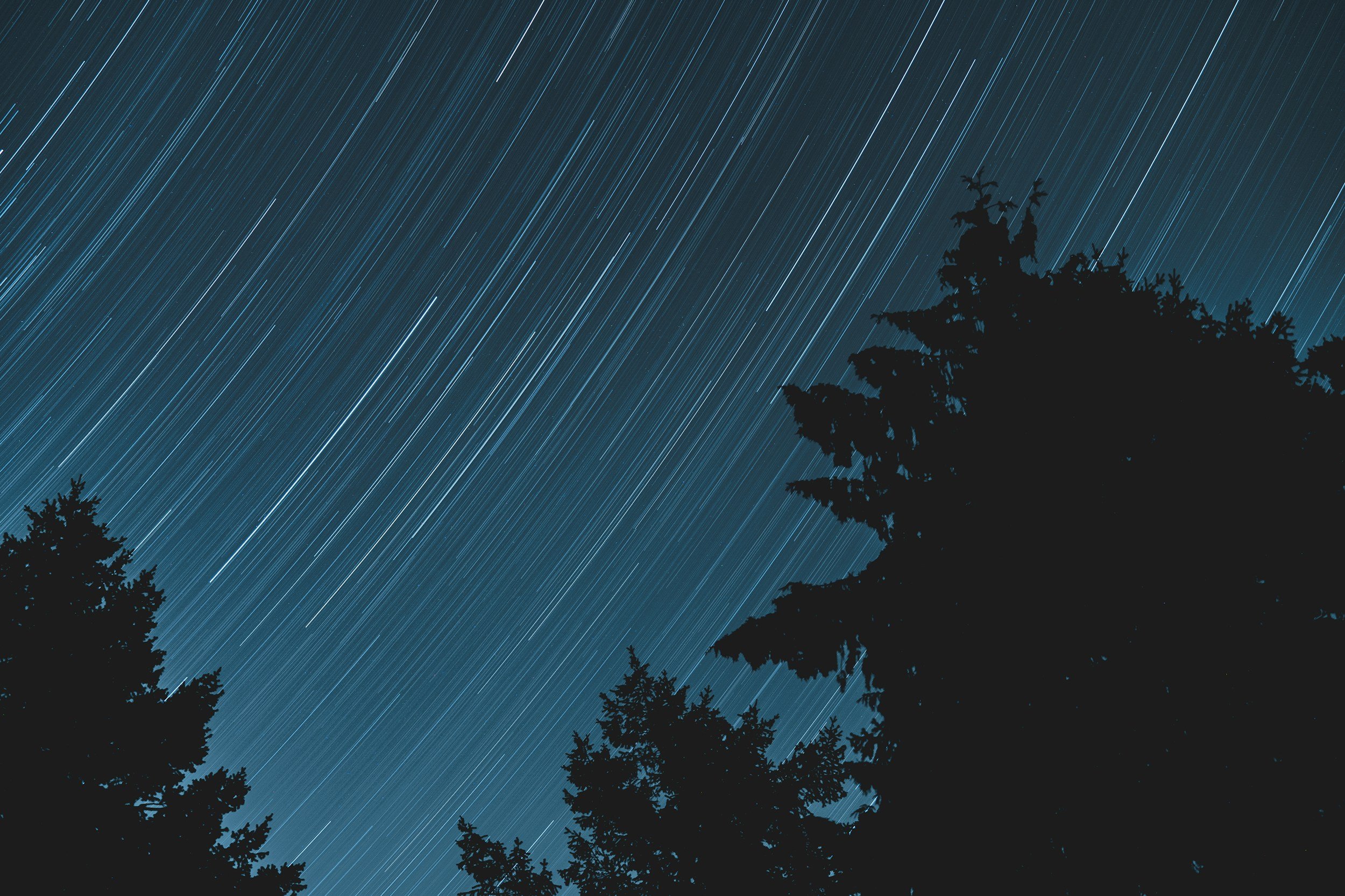 Night sky filled with star trails and silhouettes of tall trees in the foreground.