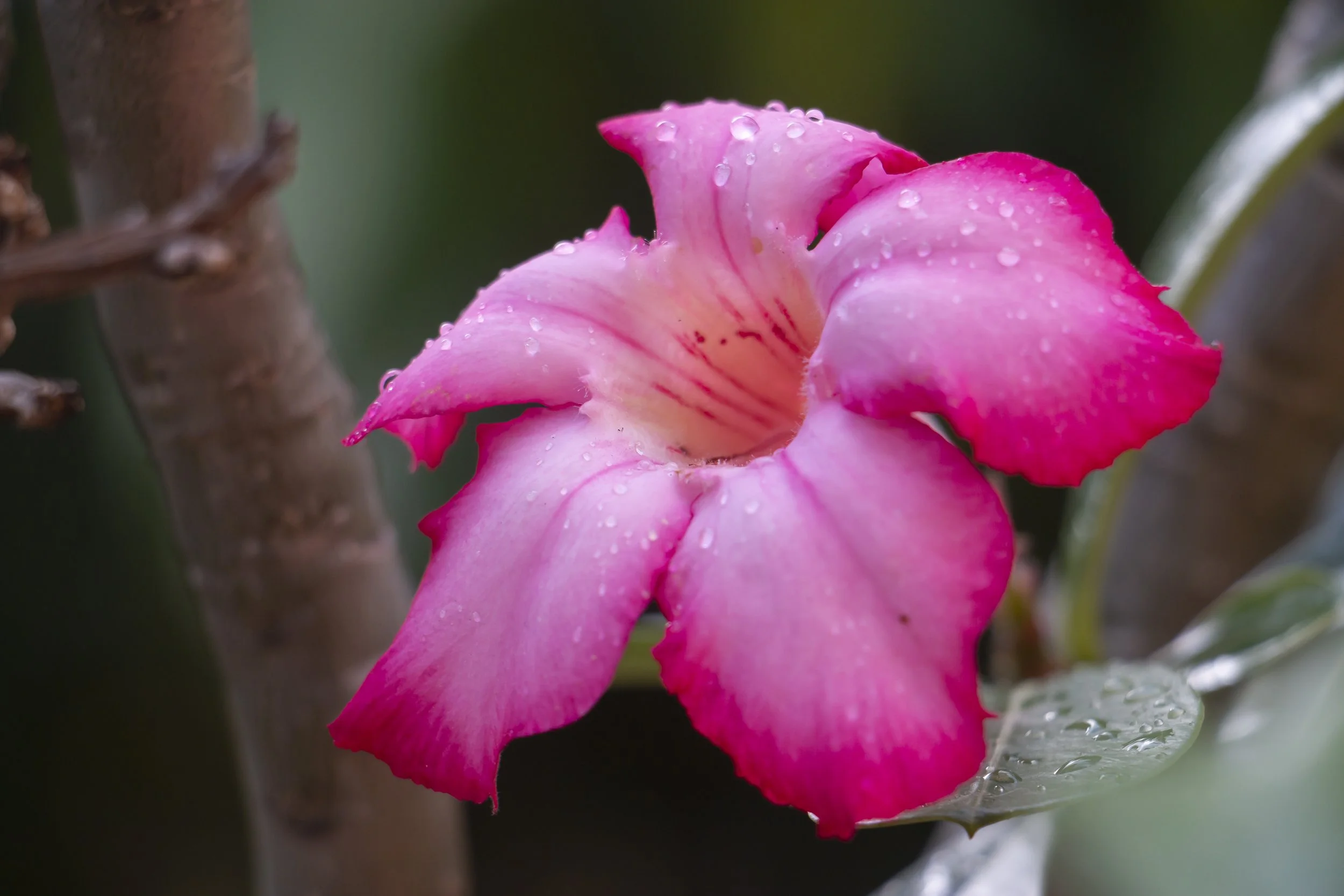 Pink Hues