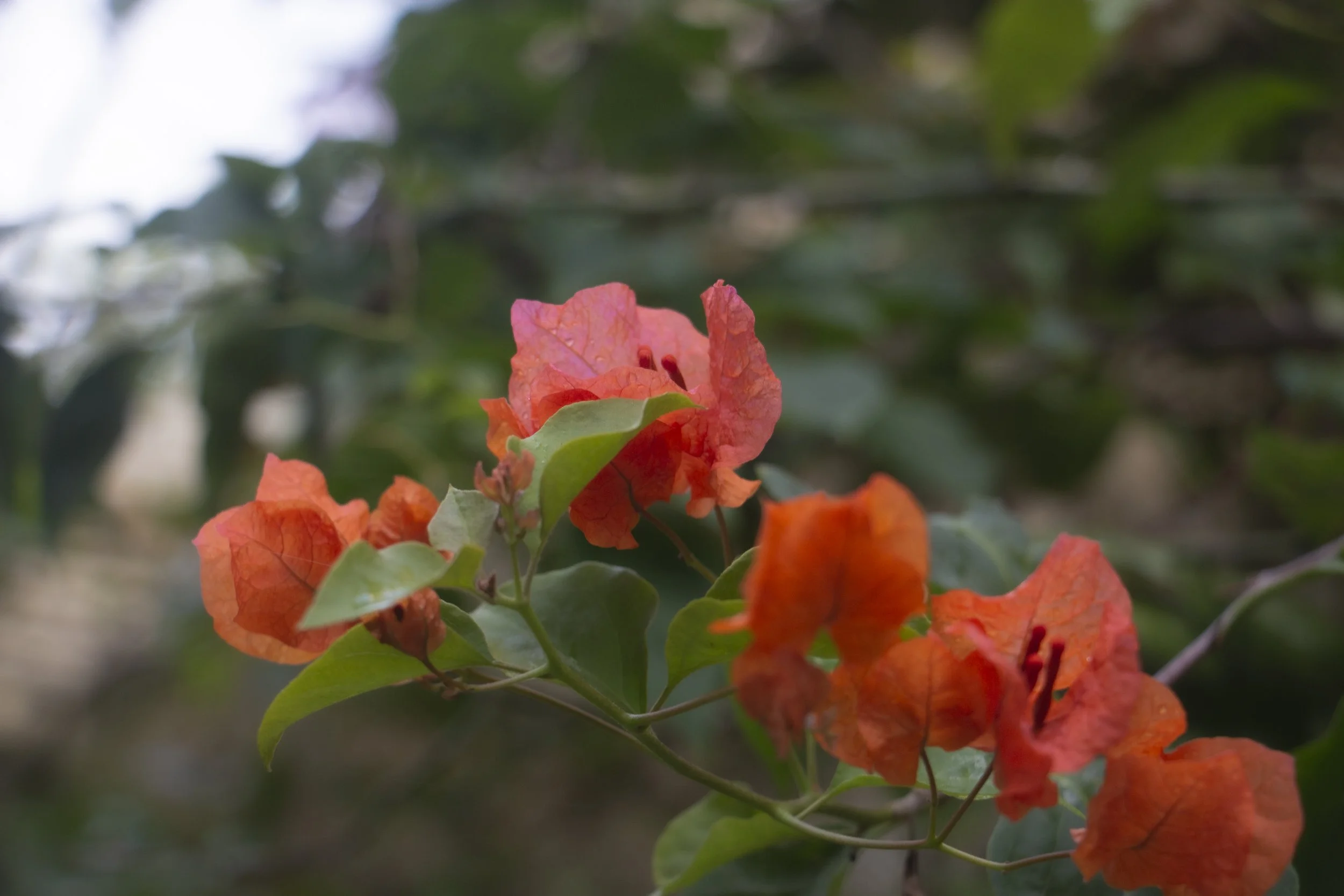 Bold, Yet Delicate