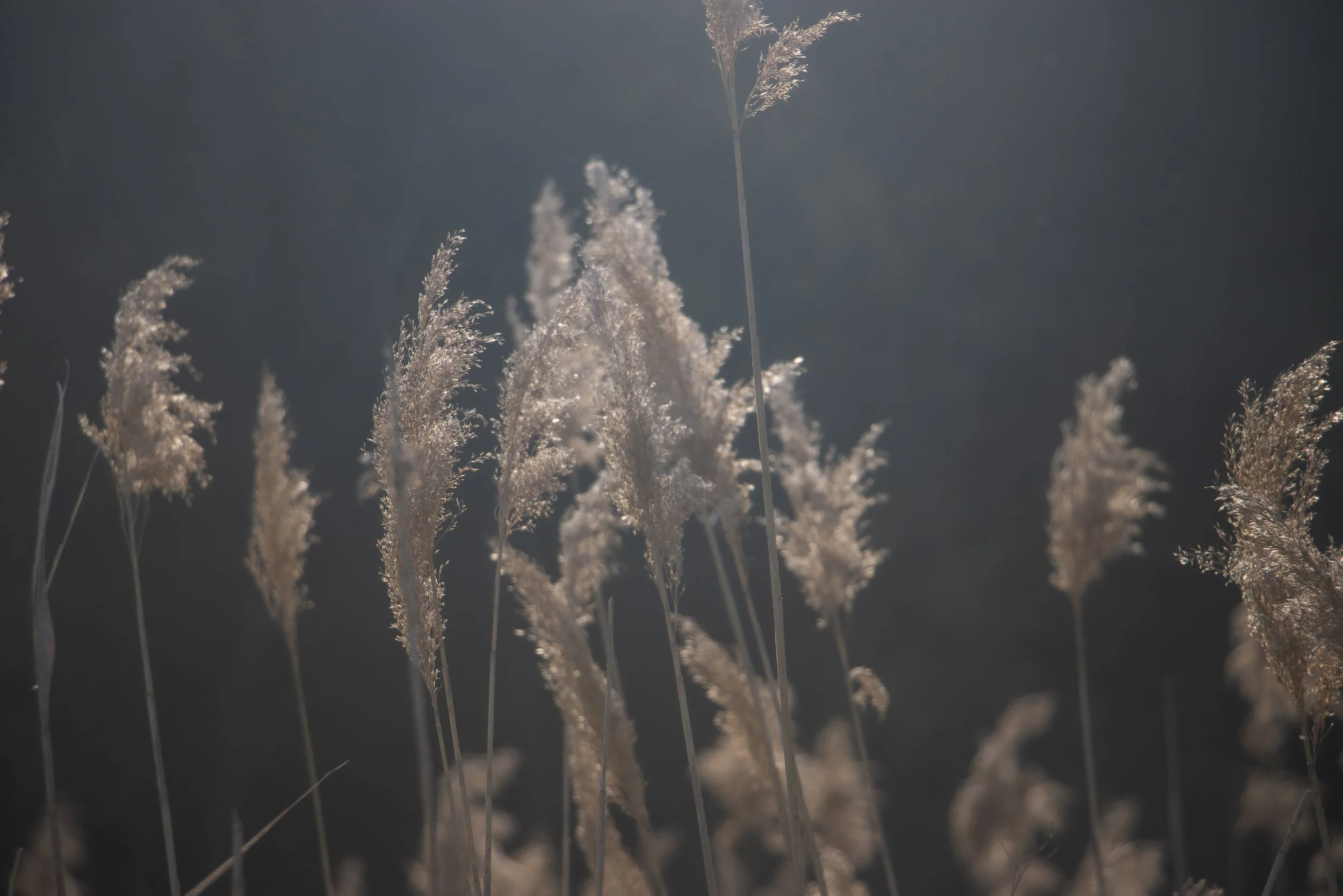 A Field of Breath