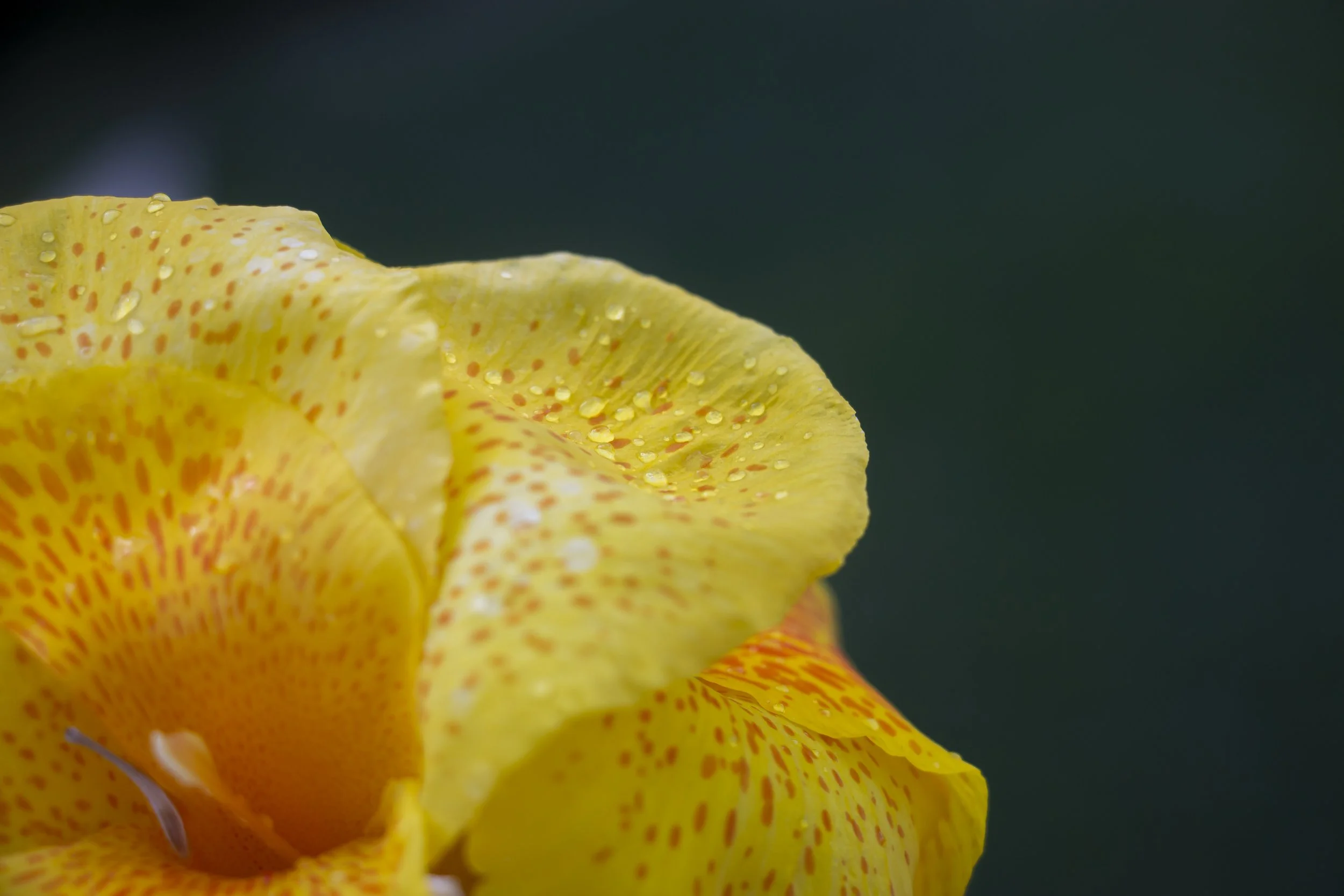 Yellow Waves