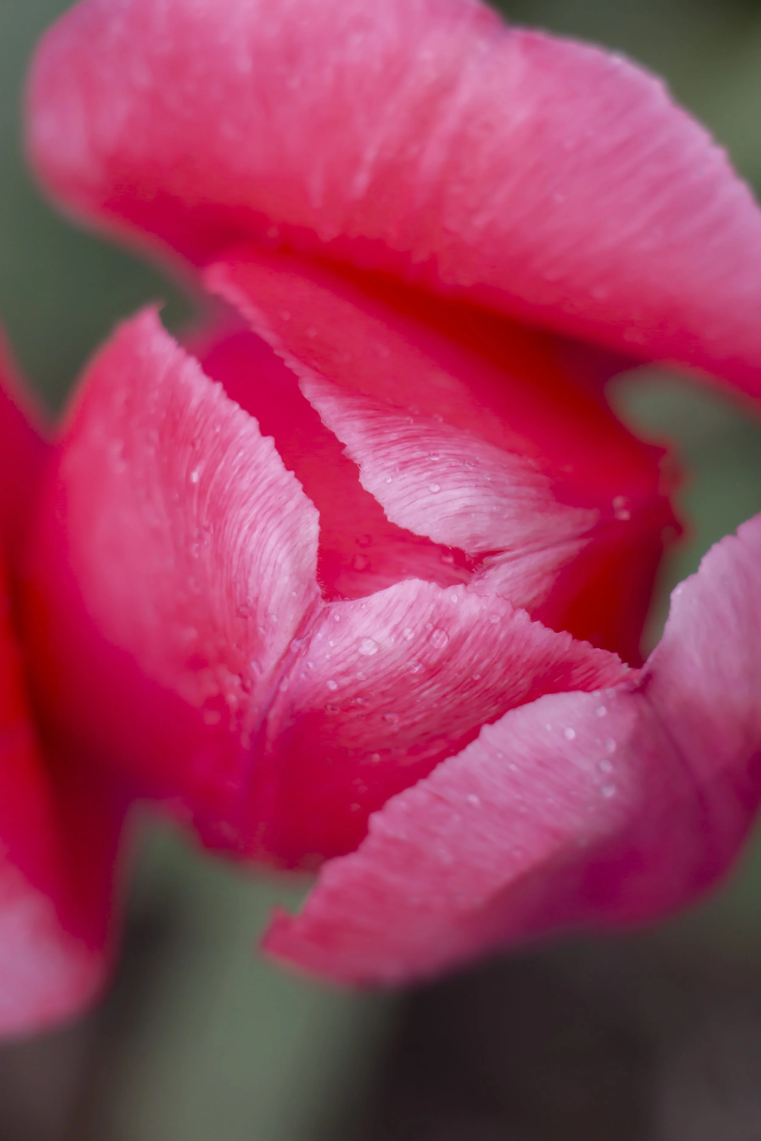 Petal Drops