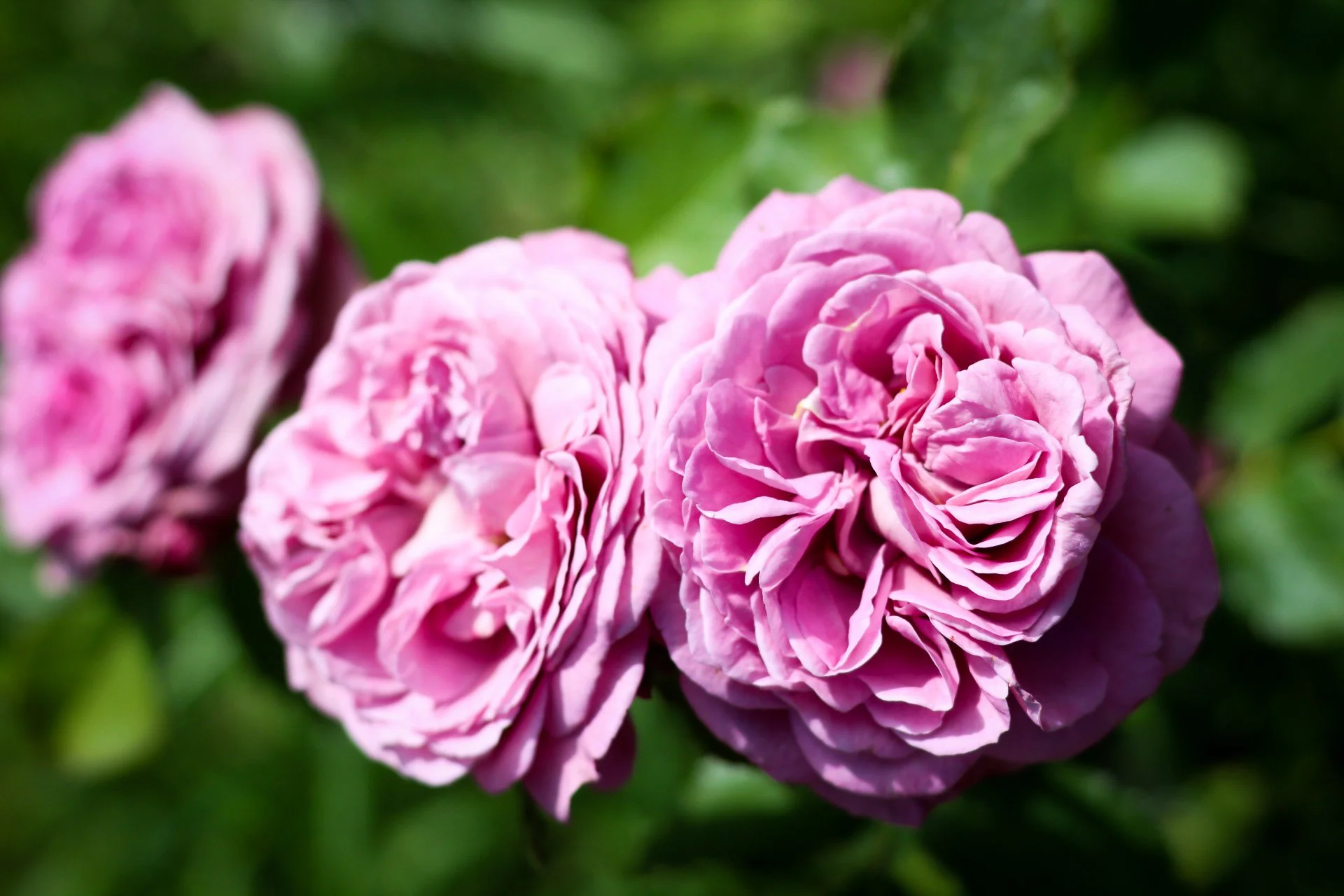 Close-up of three pink roses blooming amidst green foliage.