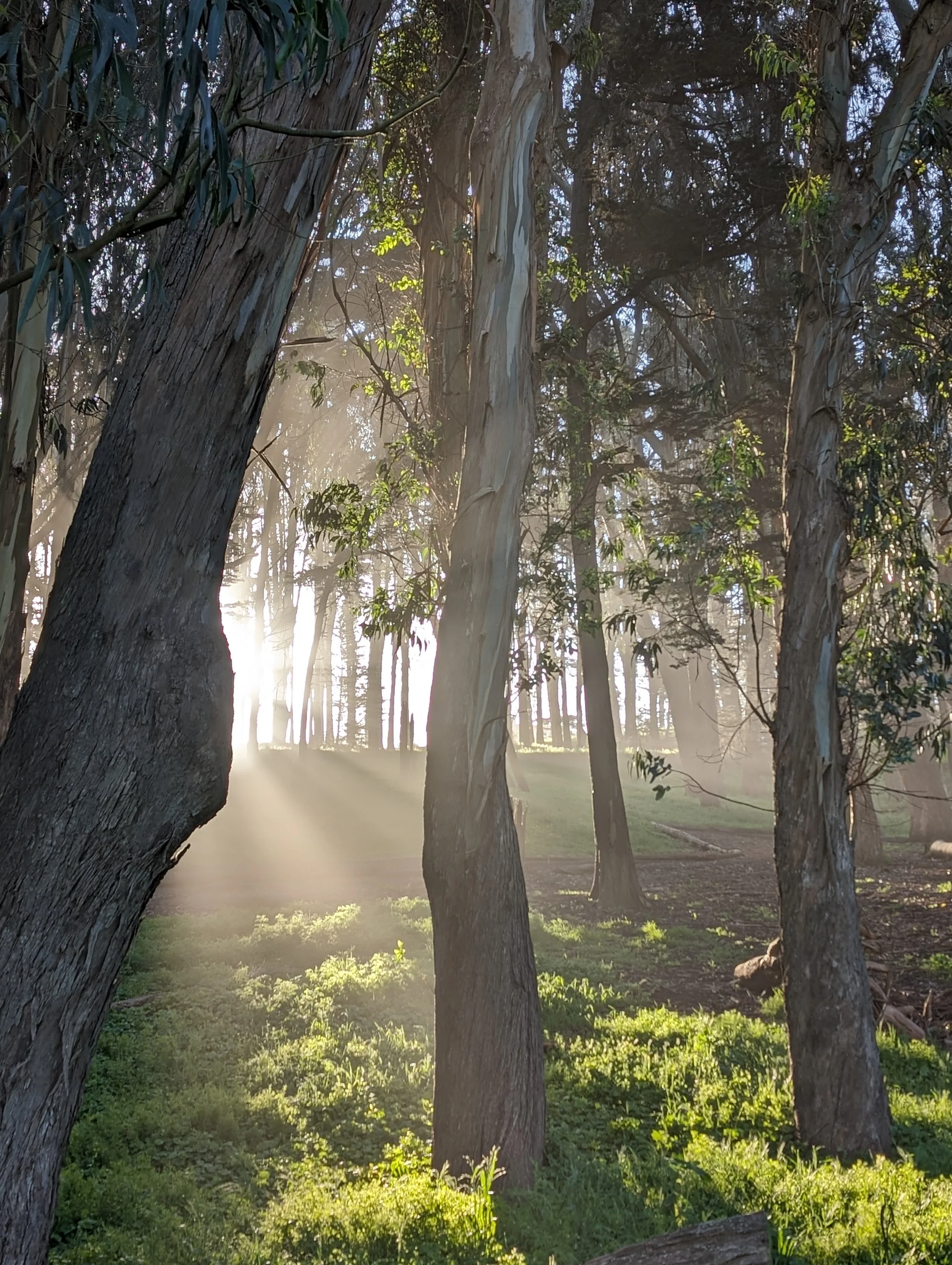 Presidio Park San Francisco. Sunlight filtering through trees in a forest with green undergrowth.