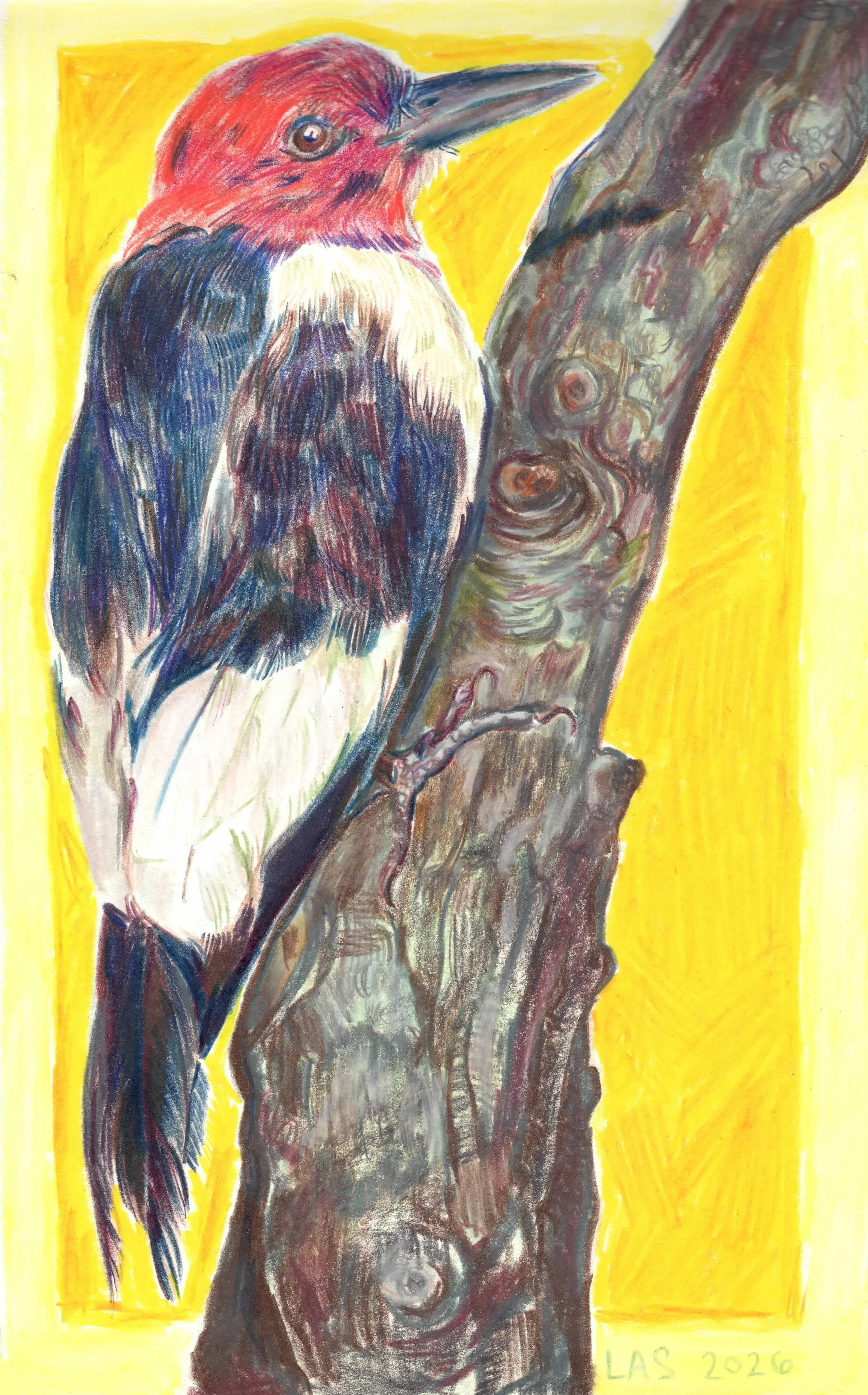 Red-Headed Woodpecker