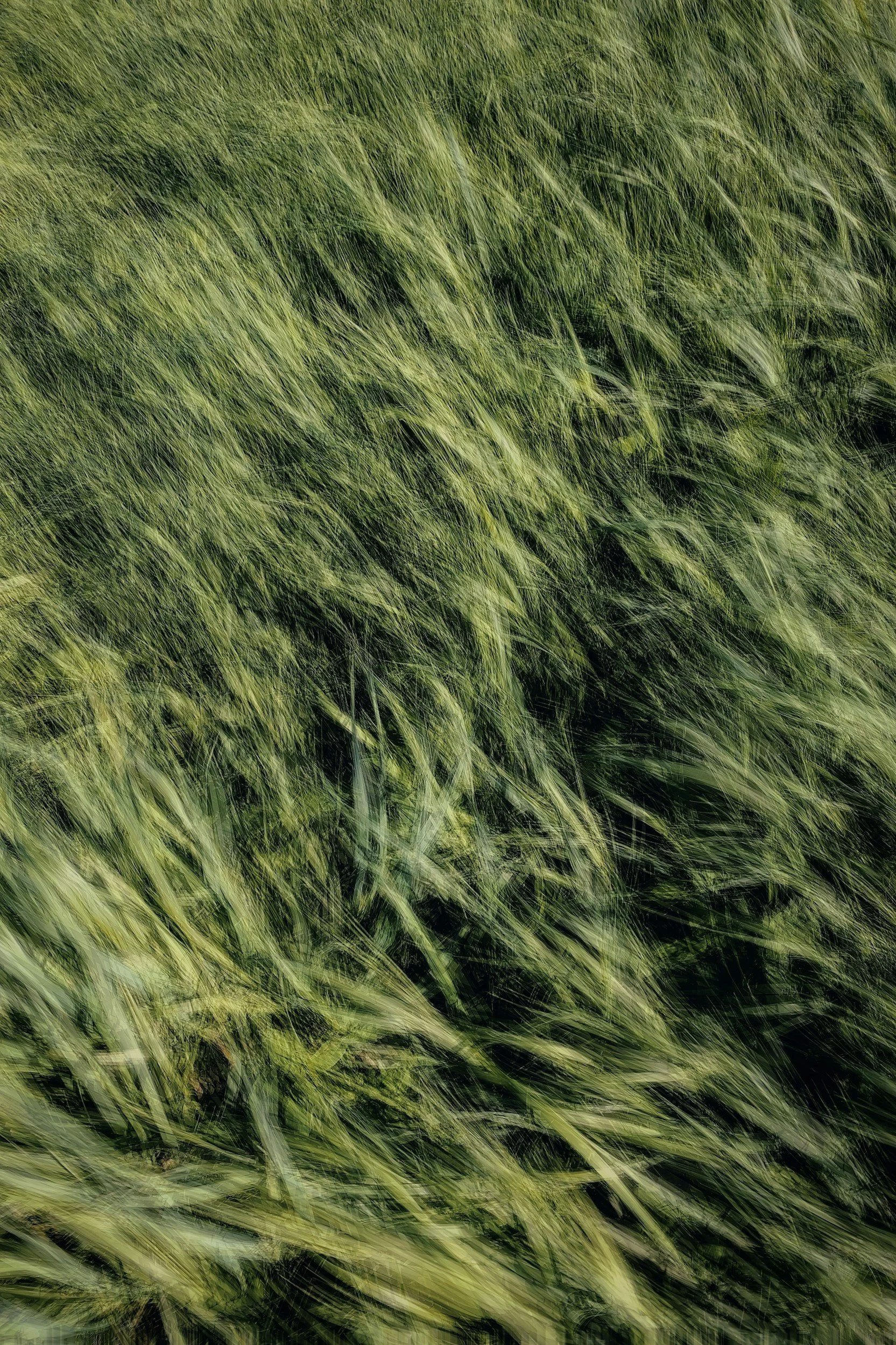 Blurred green grass in motion, creating an abstract pattern.