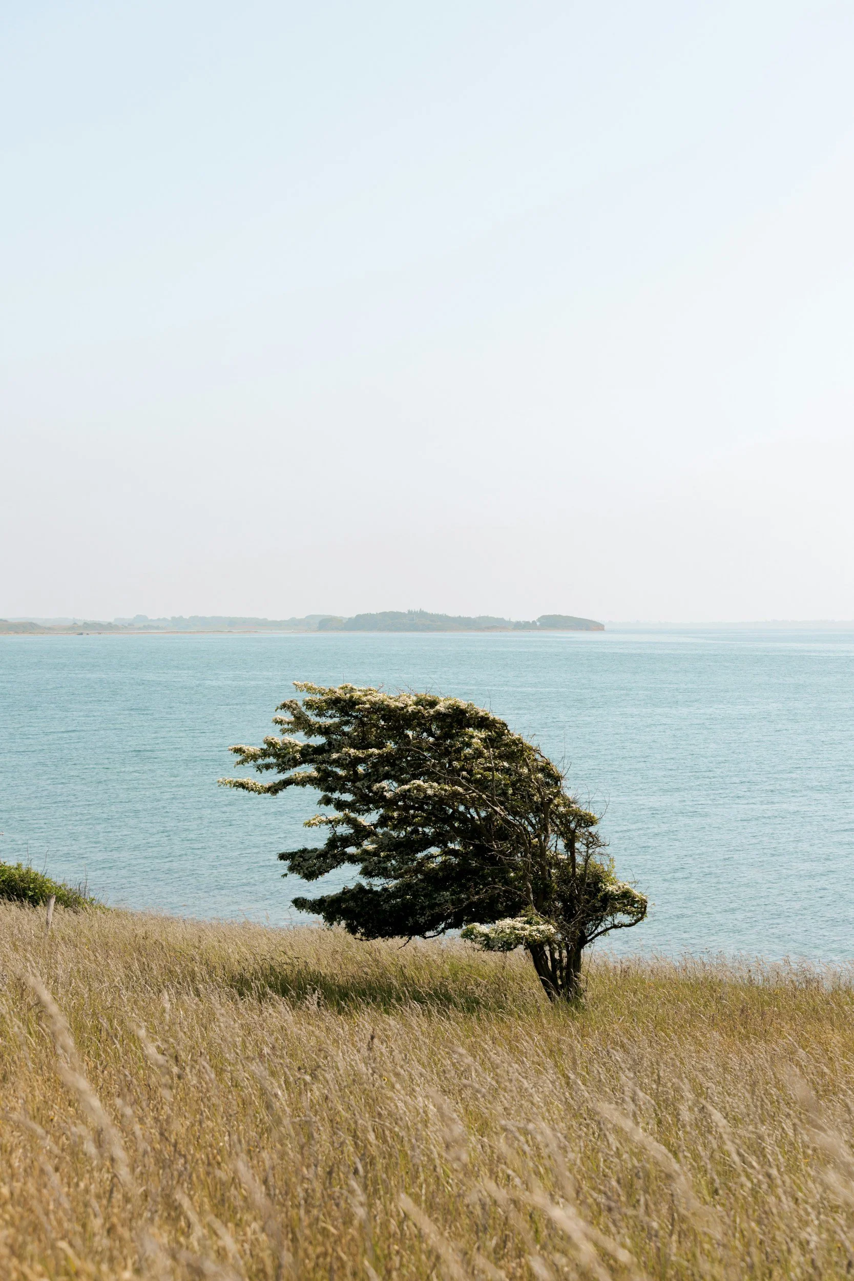 A solitary tree in a field of tall grass near a body of water, with land visible in the distance under a clear sky.