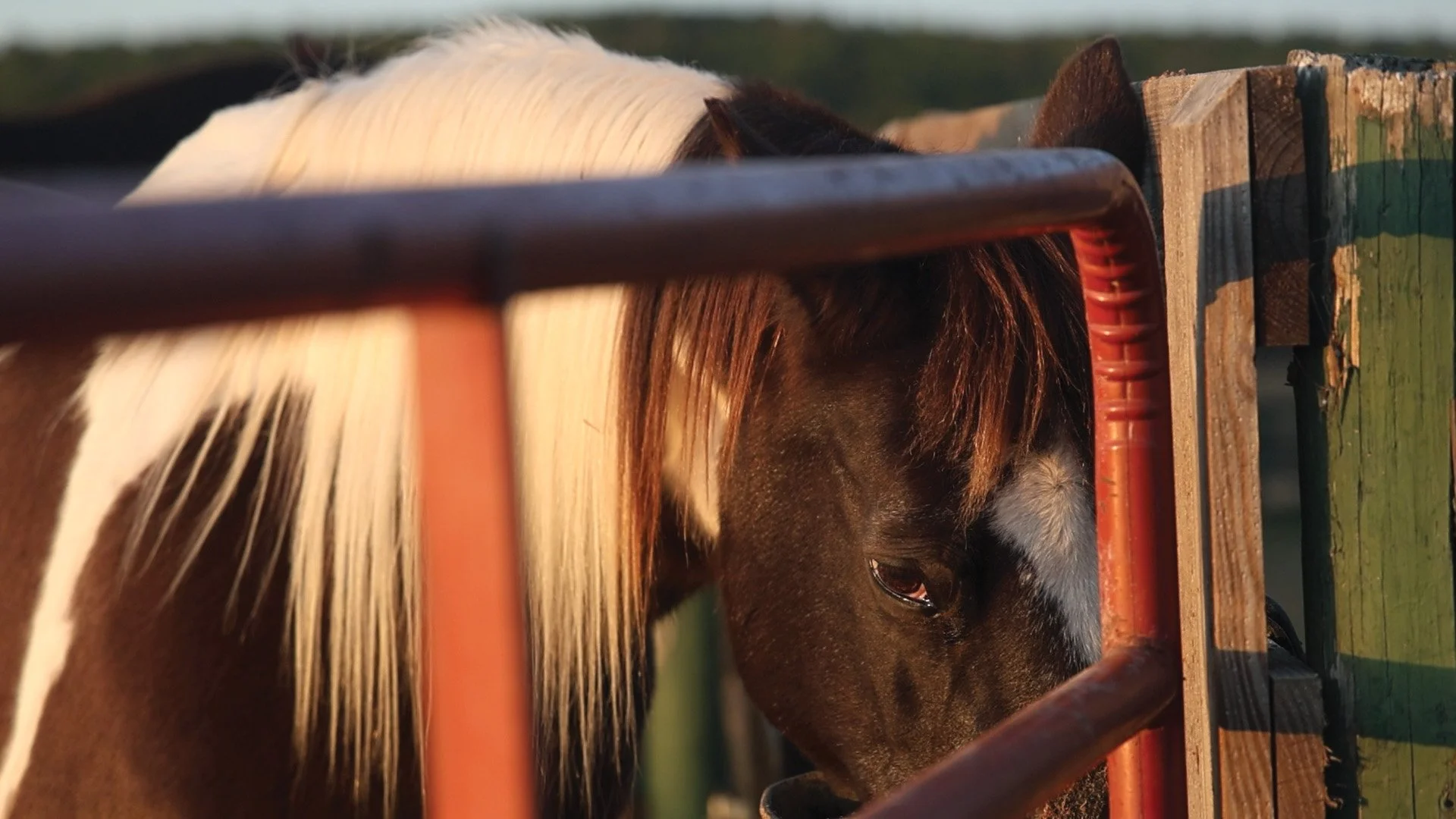 Aiken Equine Horse Rescue