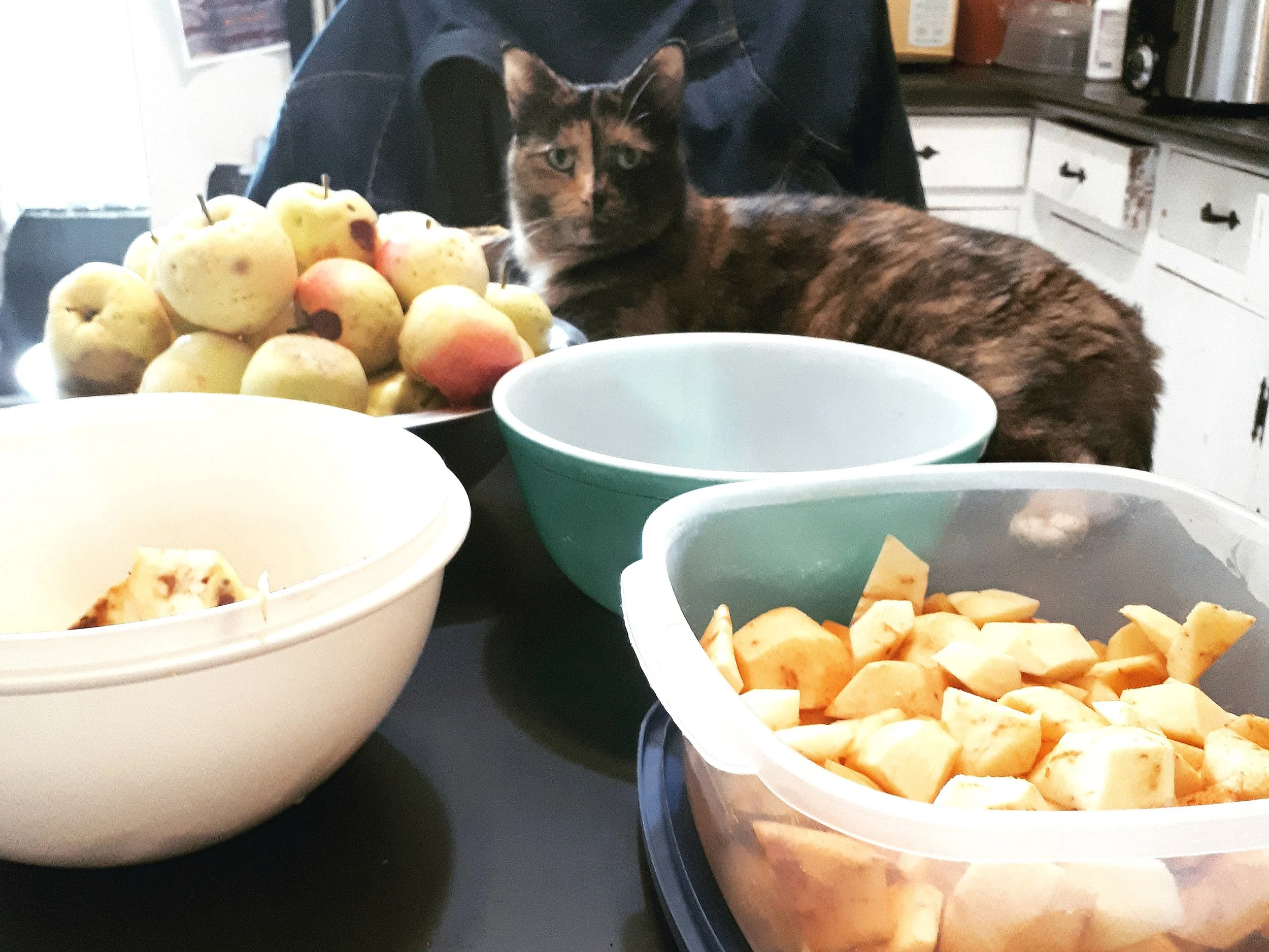 Apple slices rectangle.jpg