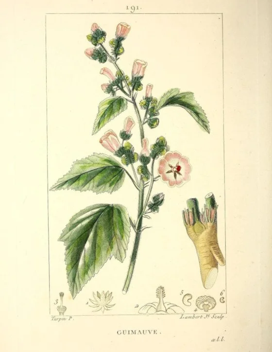 Marshmallow Plant.jpg