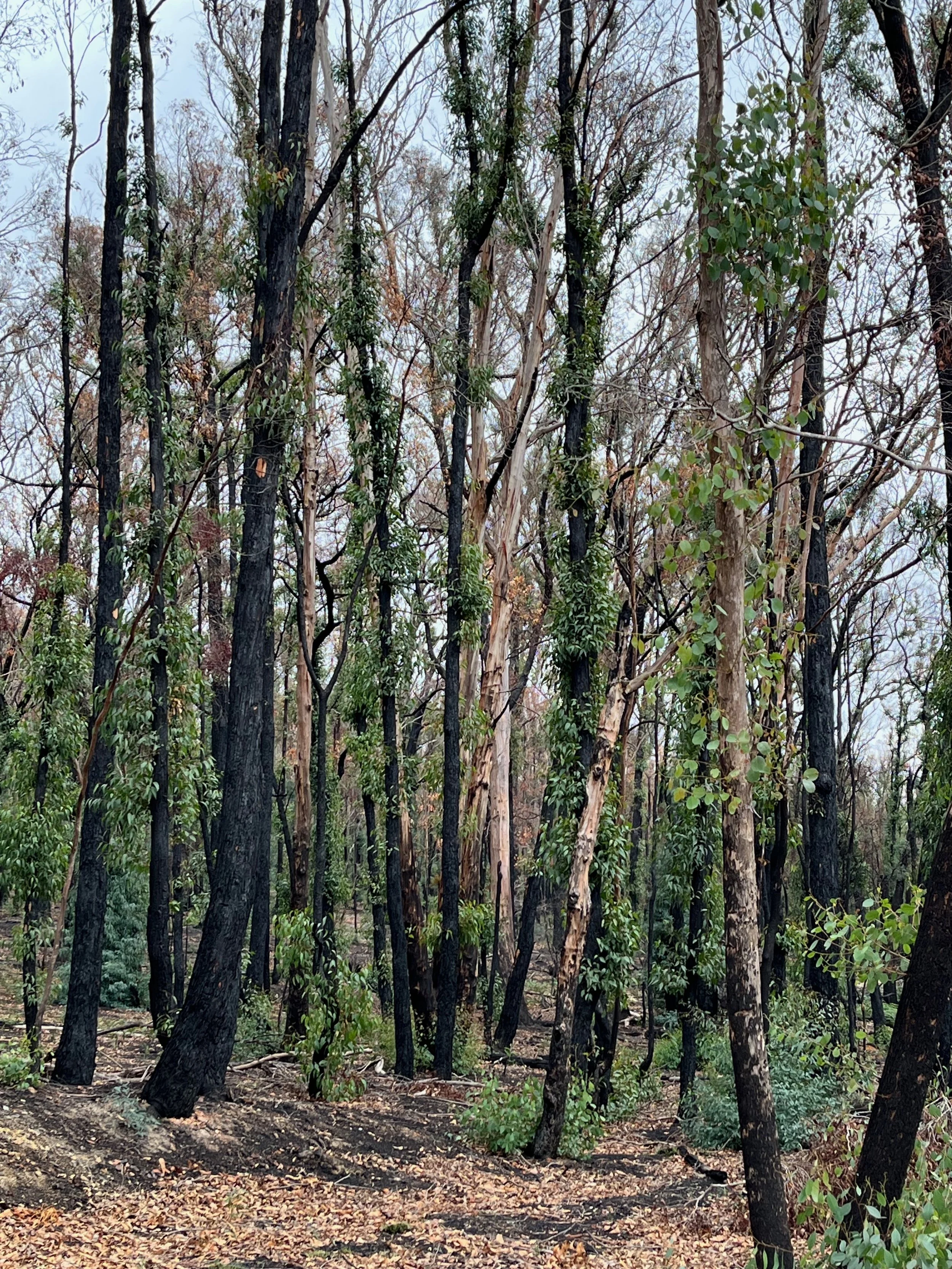 1000 Trees