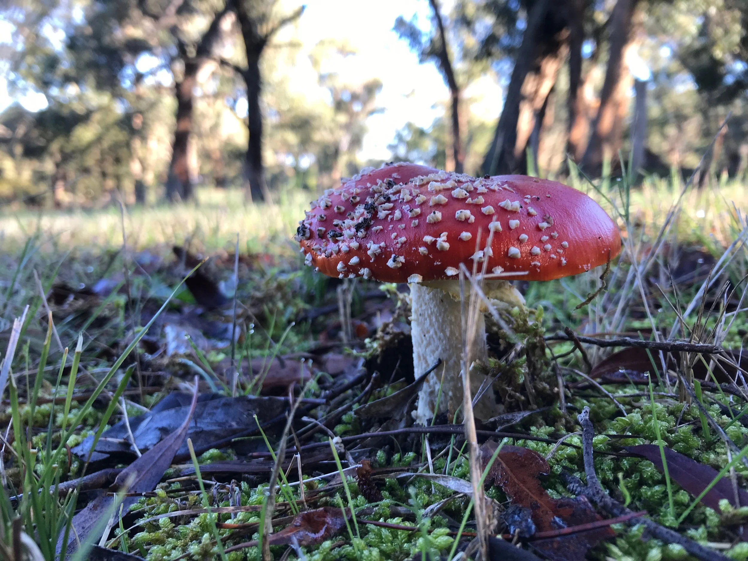 A red and white mushroom, likely a fly agaric, growing in a forest on leafy ground with grass, moss, and fallen leaves, with tall trees blurred in the background.
