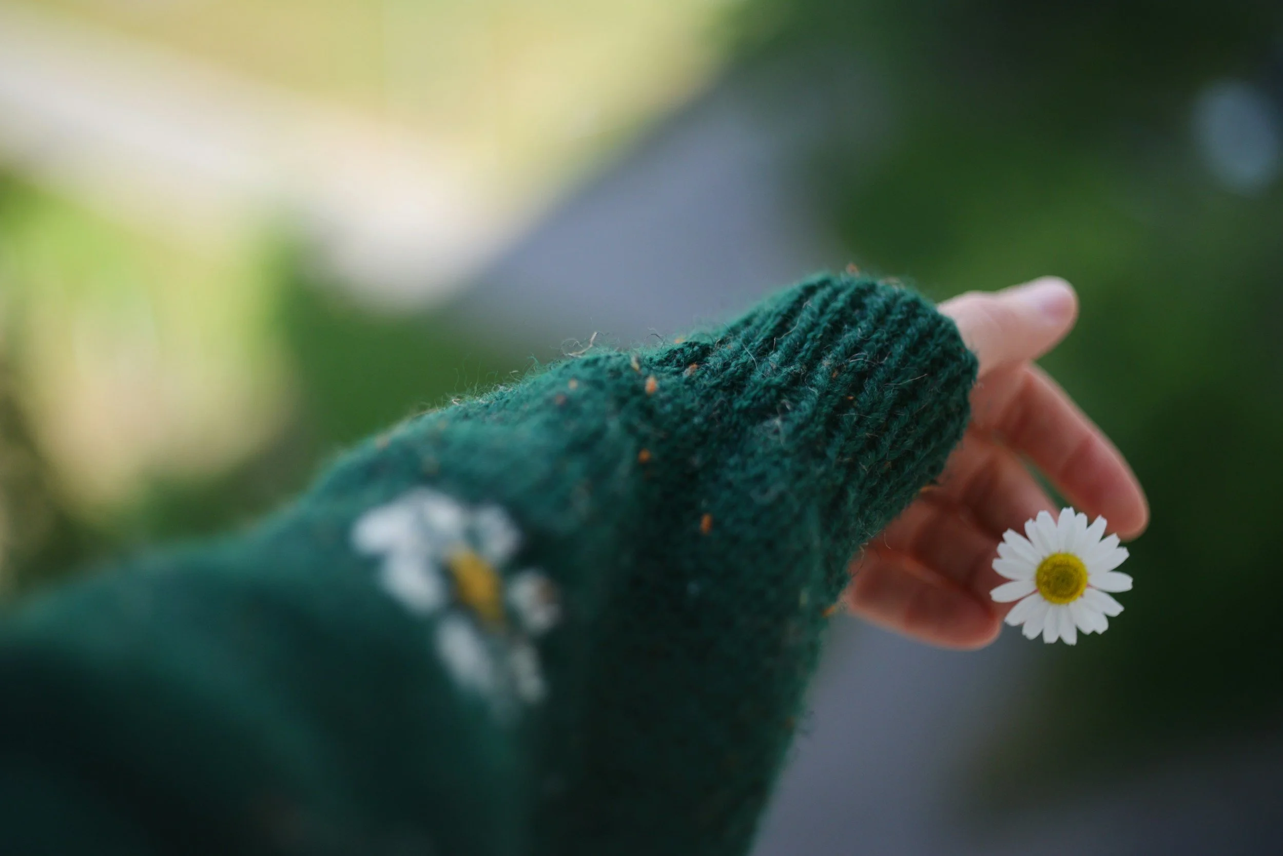 Close-up of a person holding a small white daisy flower with yellow center, wearing a green knitted sweater, with a blurred green background.