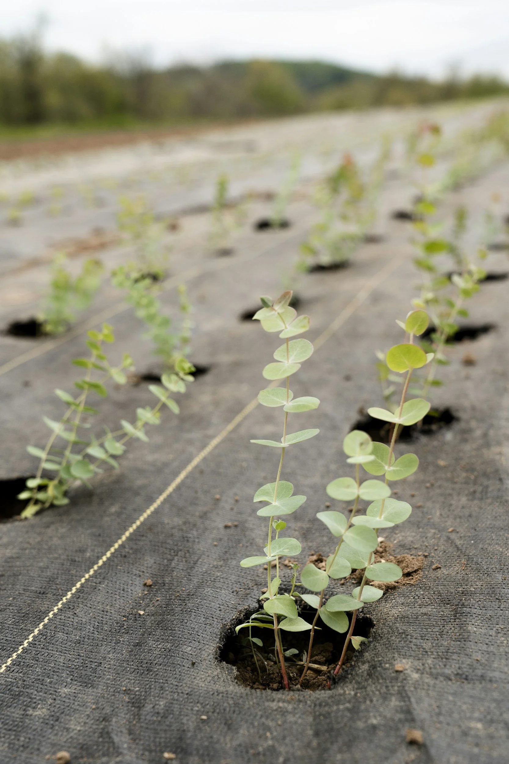 Young green plants growing in rows through holes in black fabric covering soil in a farm field.