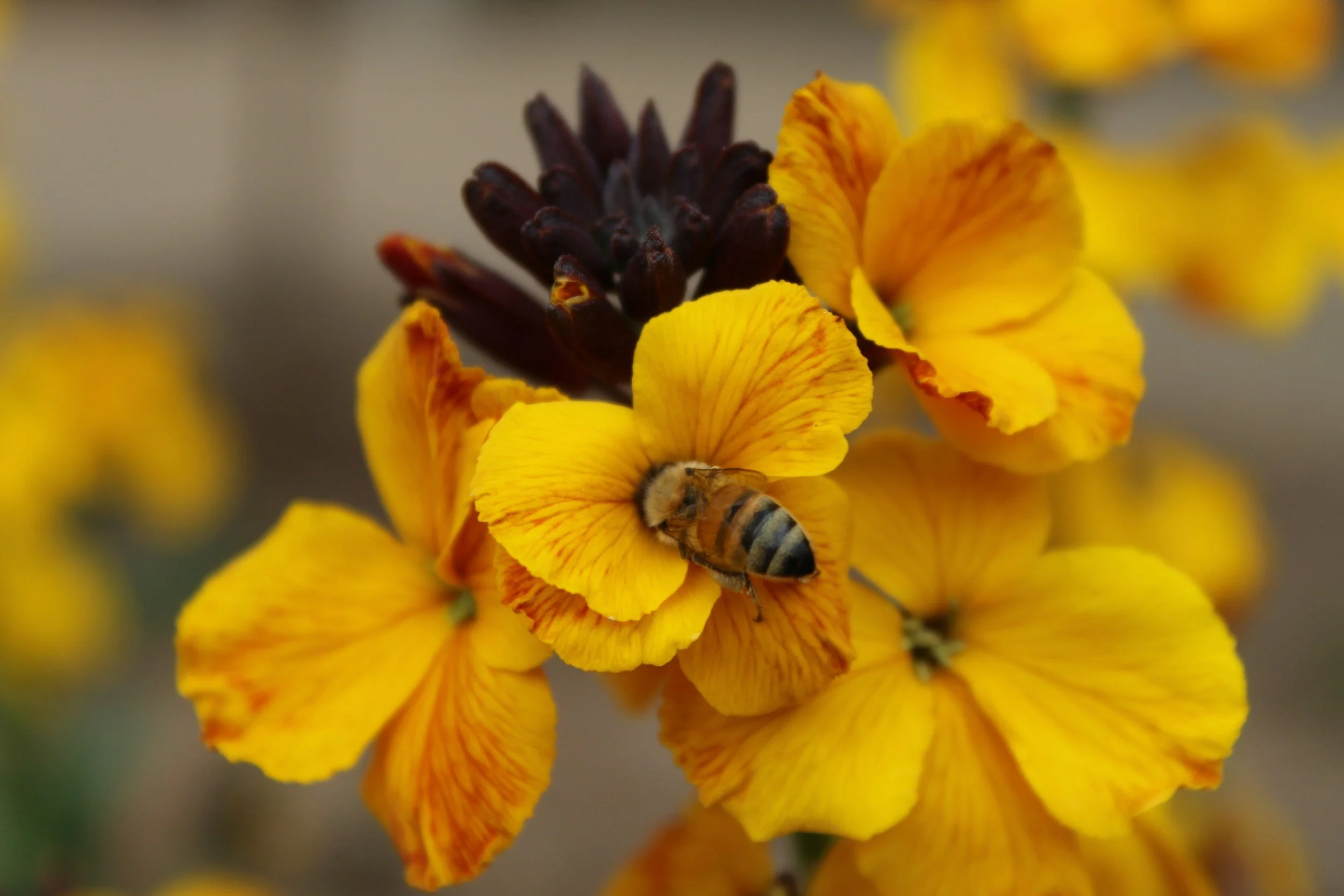 Close-up of yellow flowers with orange streaks, featuring a bee collecting nectar.