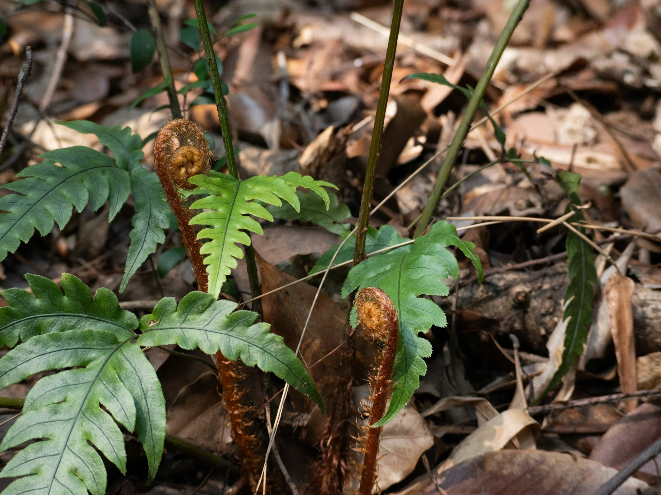 A fern frond emerging from the ground among dried leaves and twigs.