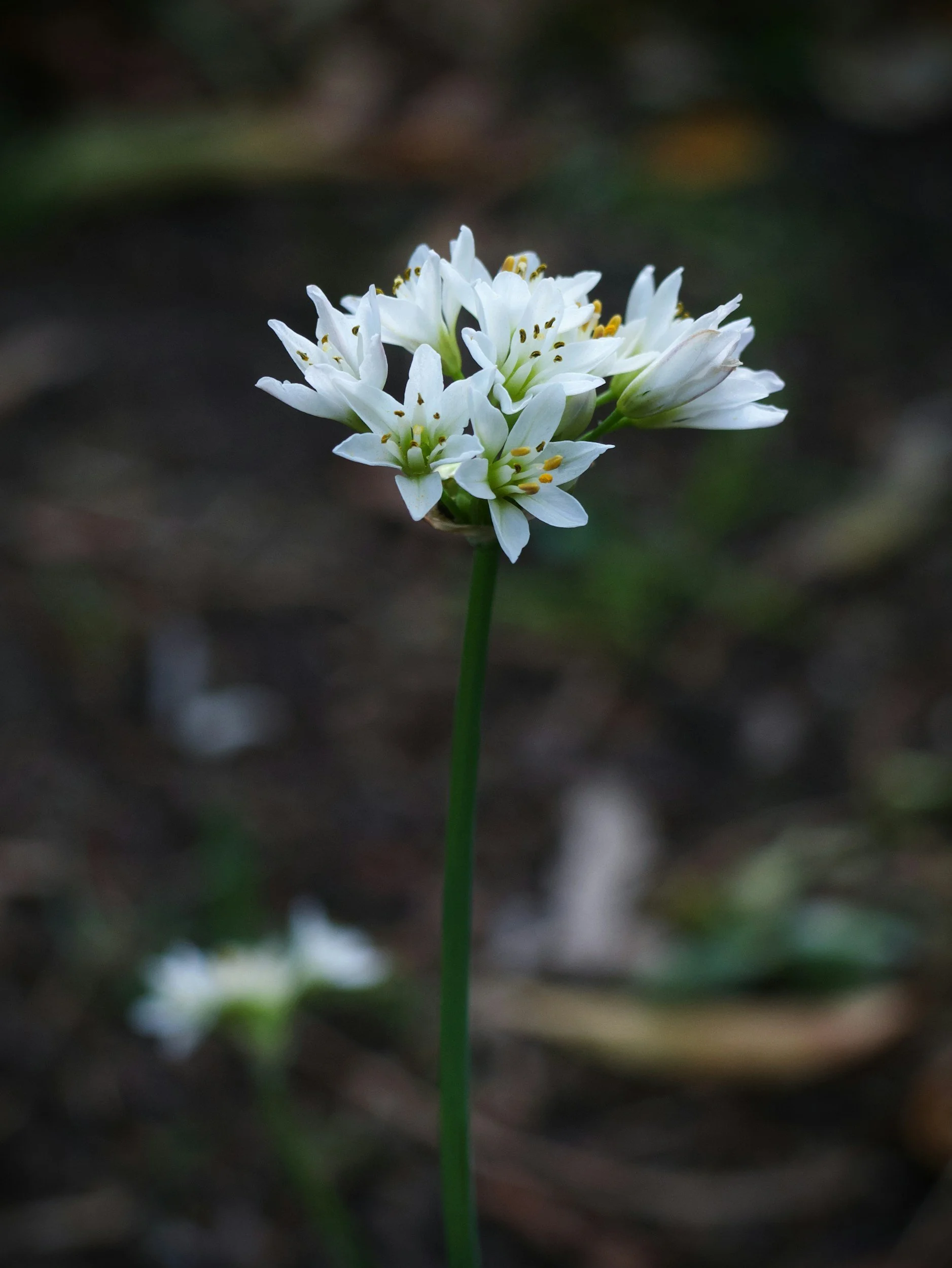 Close-up of a cluster of small white flowers with yellow and black stamens, standing on a single green stem against a blurred dark background.