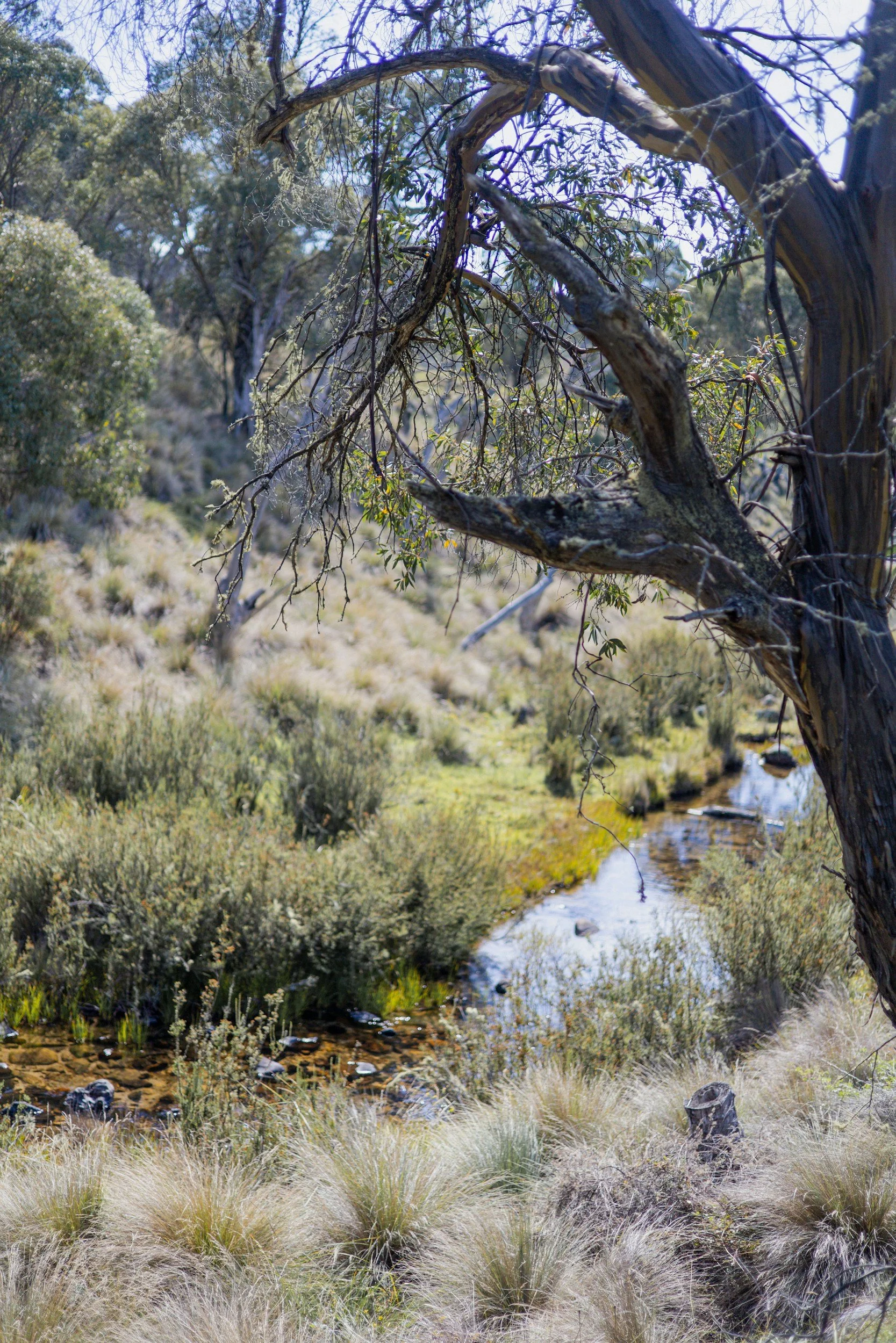 A small stream flowing through a grassy and shrub-covered landscape with trees in the background, during daytime