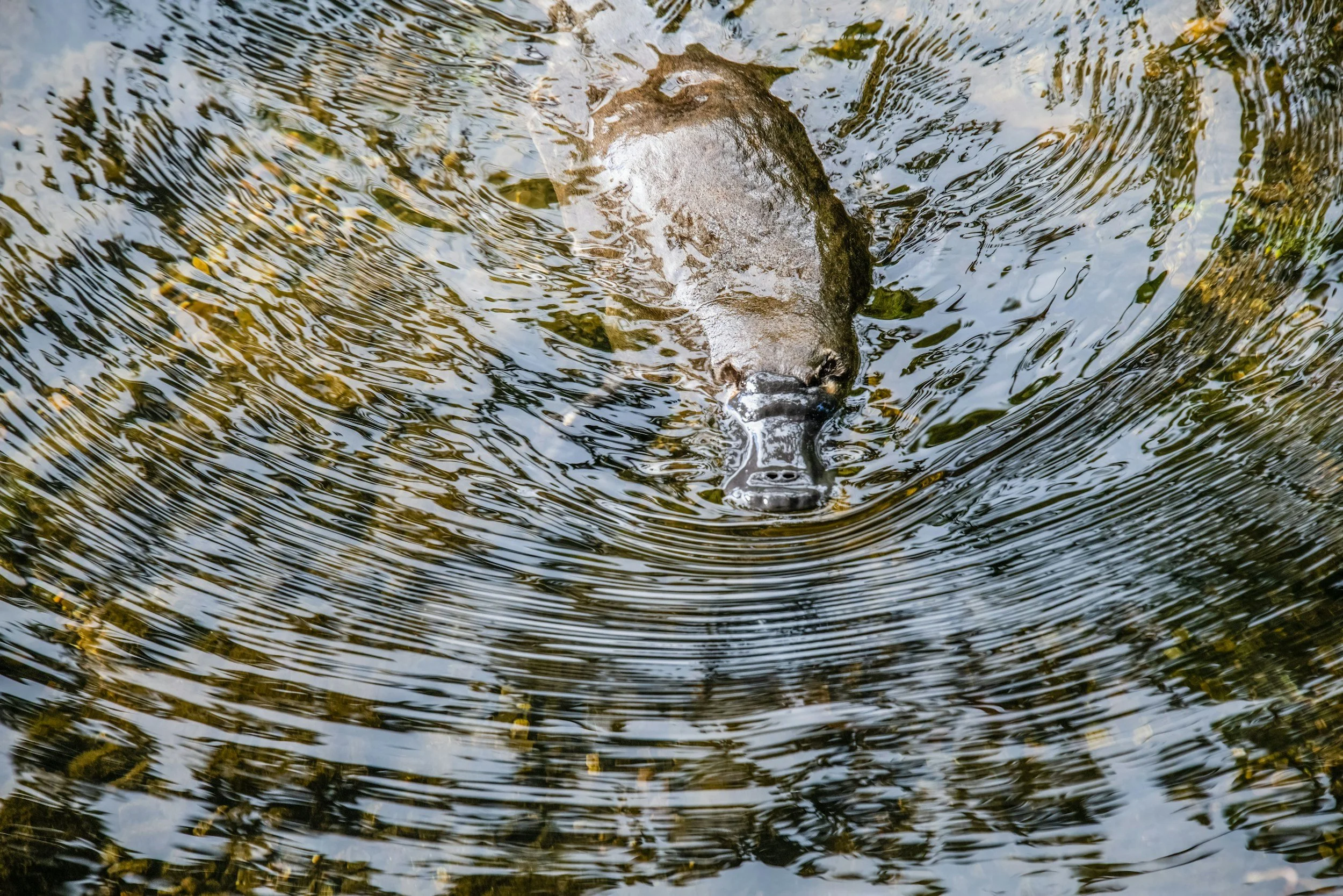 A beaver swimming in a body of water with ripples and reflections around it.