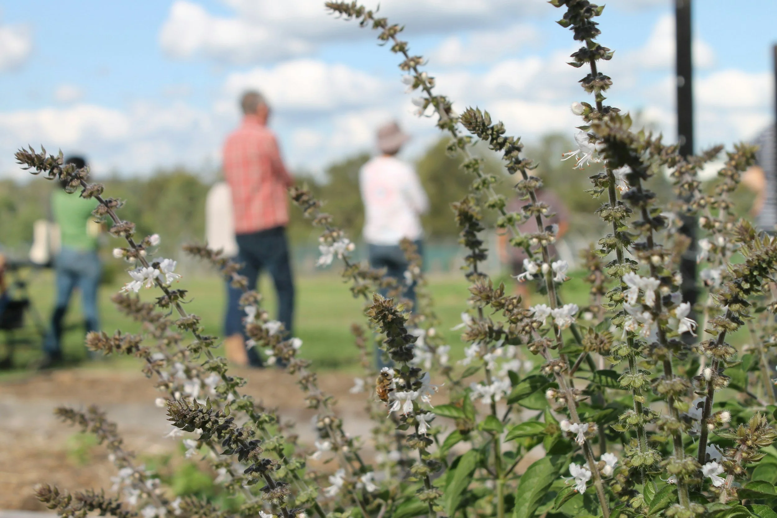 Close-up of flowering basil plant with small white flowers, with people walking outdoors in the background under a partly cloudy sky.