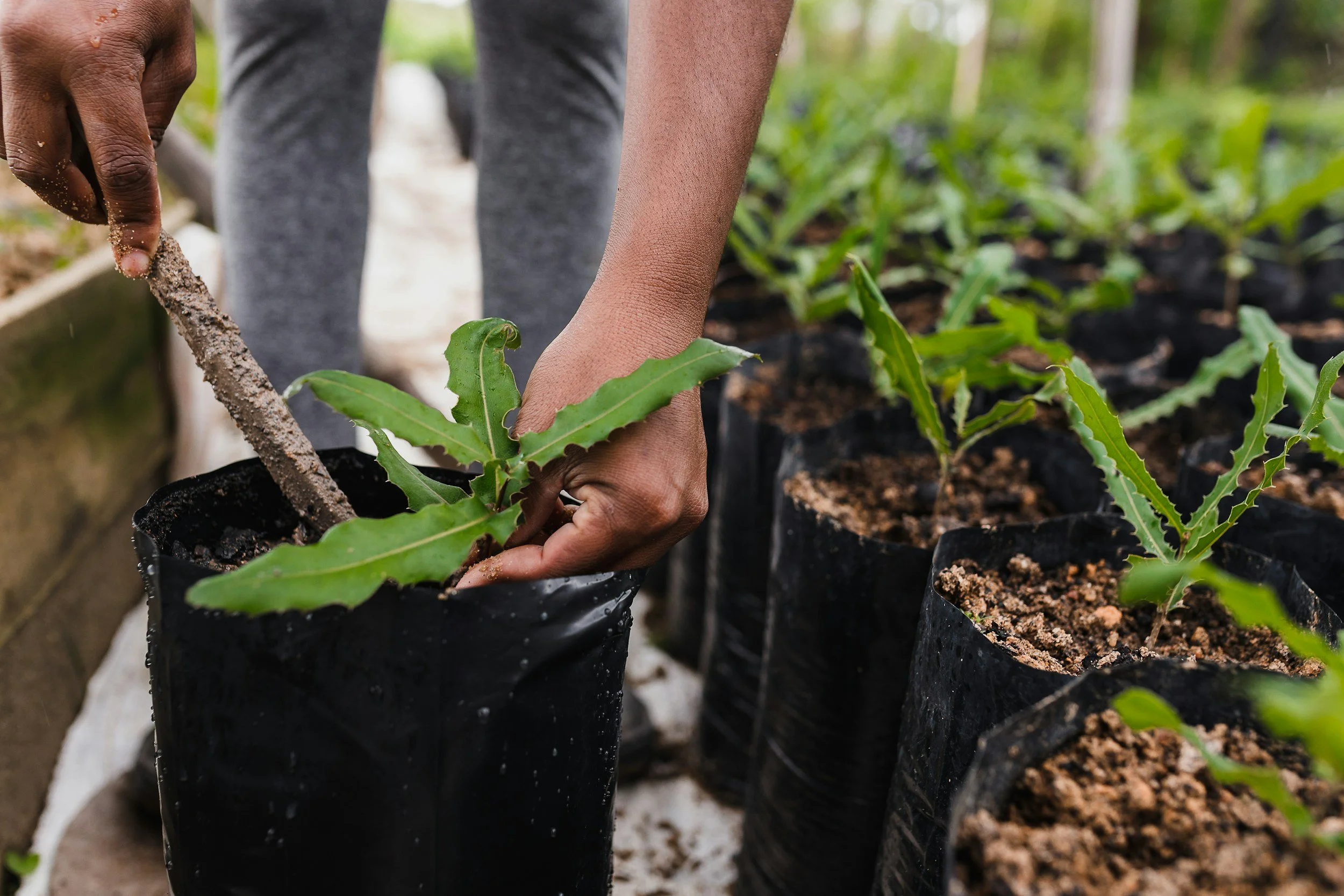 A person planting a young seedling into a black nursery bag filled with soil, surrounded by similar seedlings in nursery bags.